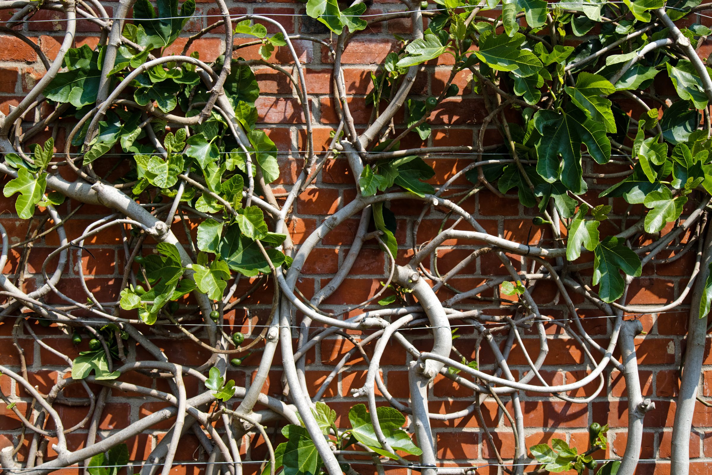 Fig tree trained as espalier against a garden wall