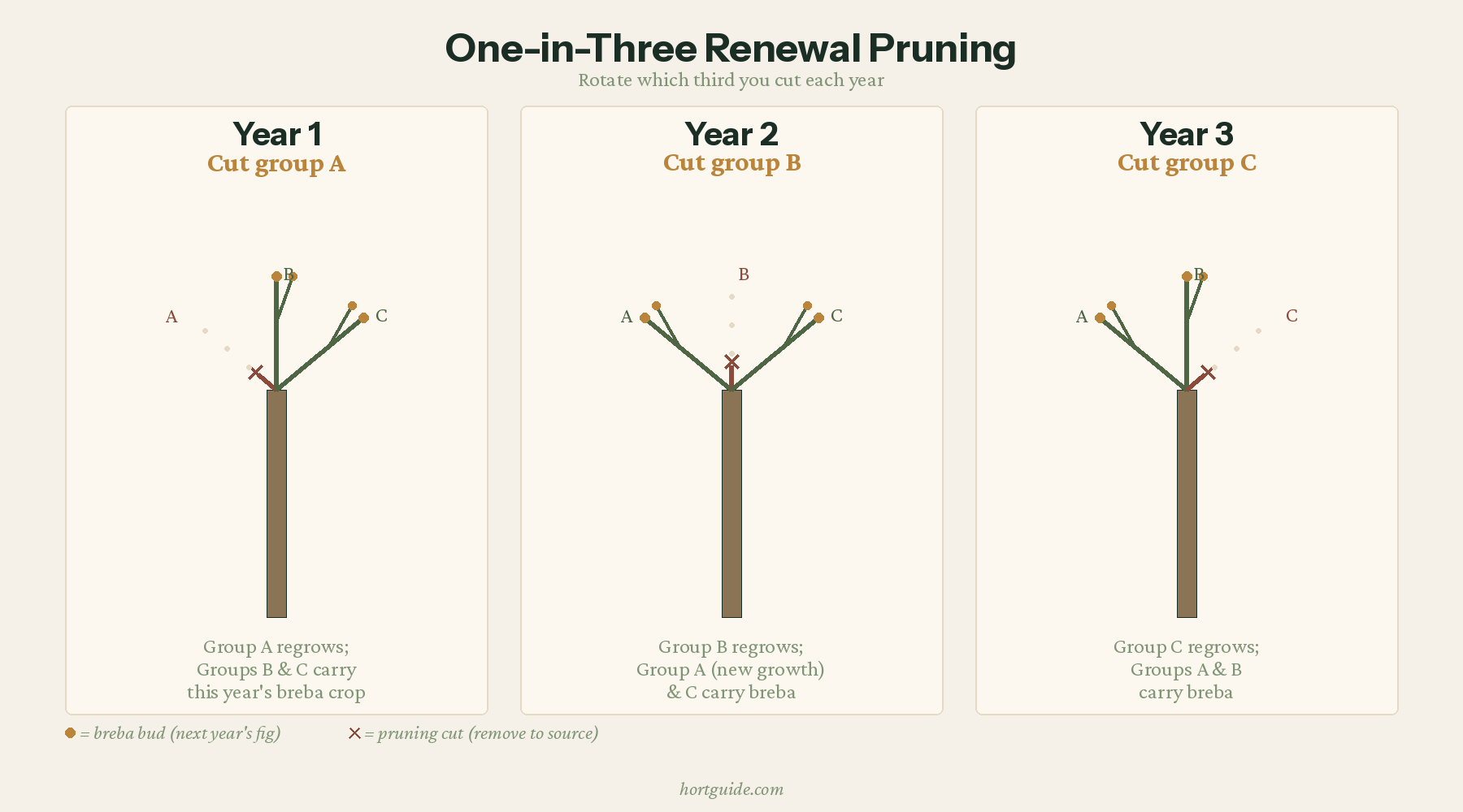 Diagram showing the one-in-three renewal pruning rotation over three years: each year, one-third of branches are cut to source while the remaining two-thirds carry the breba crop