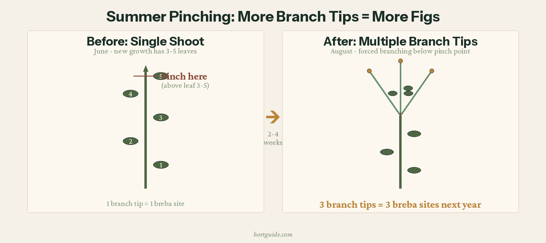 Diagram showing summer pinching technique: a single shoot pinched above leaf three to five produces three branch tips, tripling the number of breba bud sites for next year