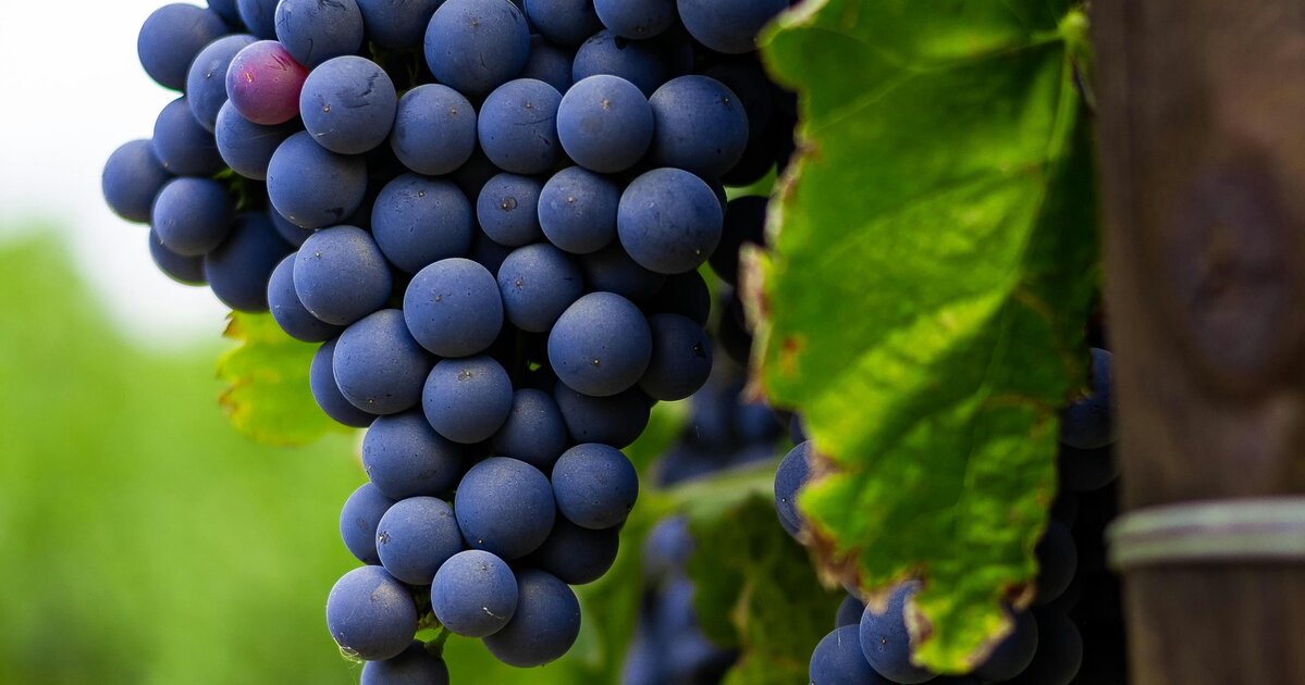 Pruning Grape Vines: A Beginner's Guide to Better Harvests