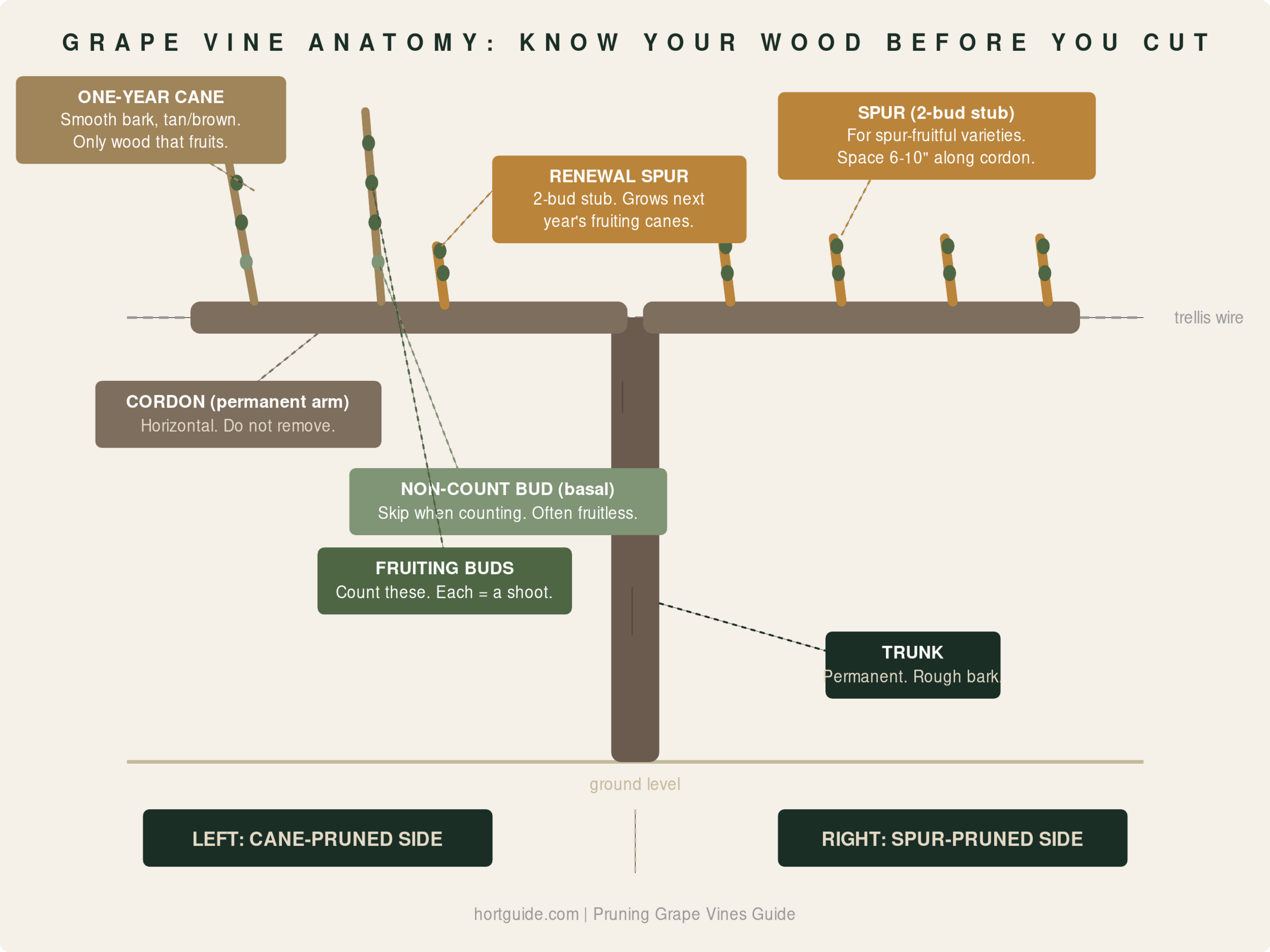 Annotated grape vine anatomy showing trunk, cordon, one-year cane, renewal spur, non-count bud, and fruiting buds, with cane-pruned side on left and spur-pruned side on right
