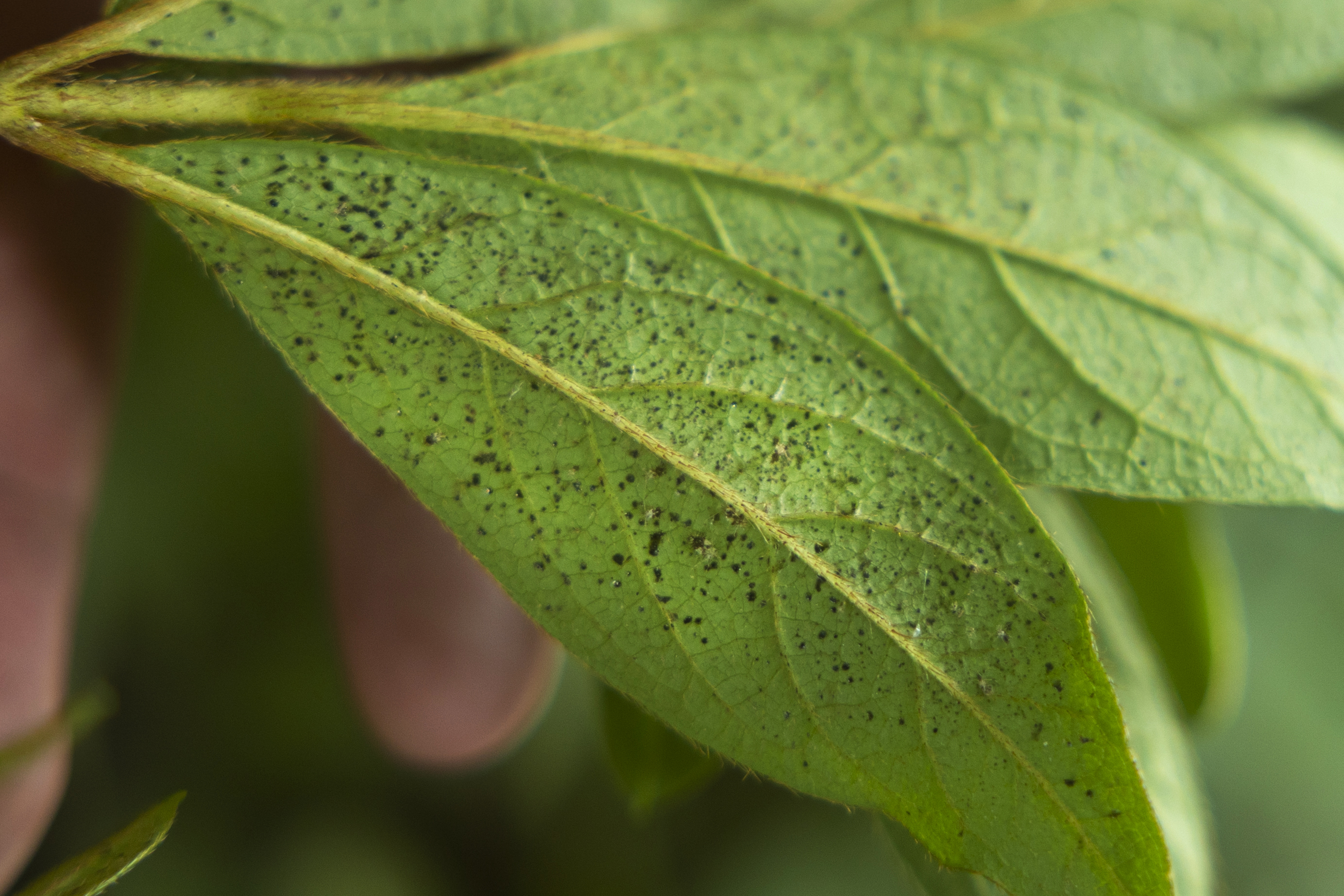 Underside of an azalea leaf showing heavy dark tar-spot fecal deposits clustered along the midrib and veins, the key diagnostic sign of lace bug feeding