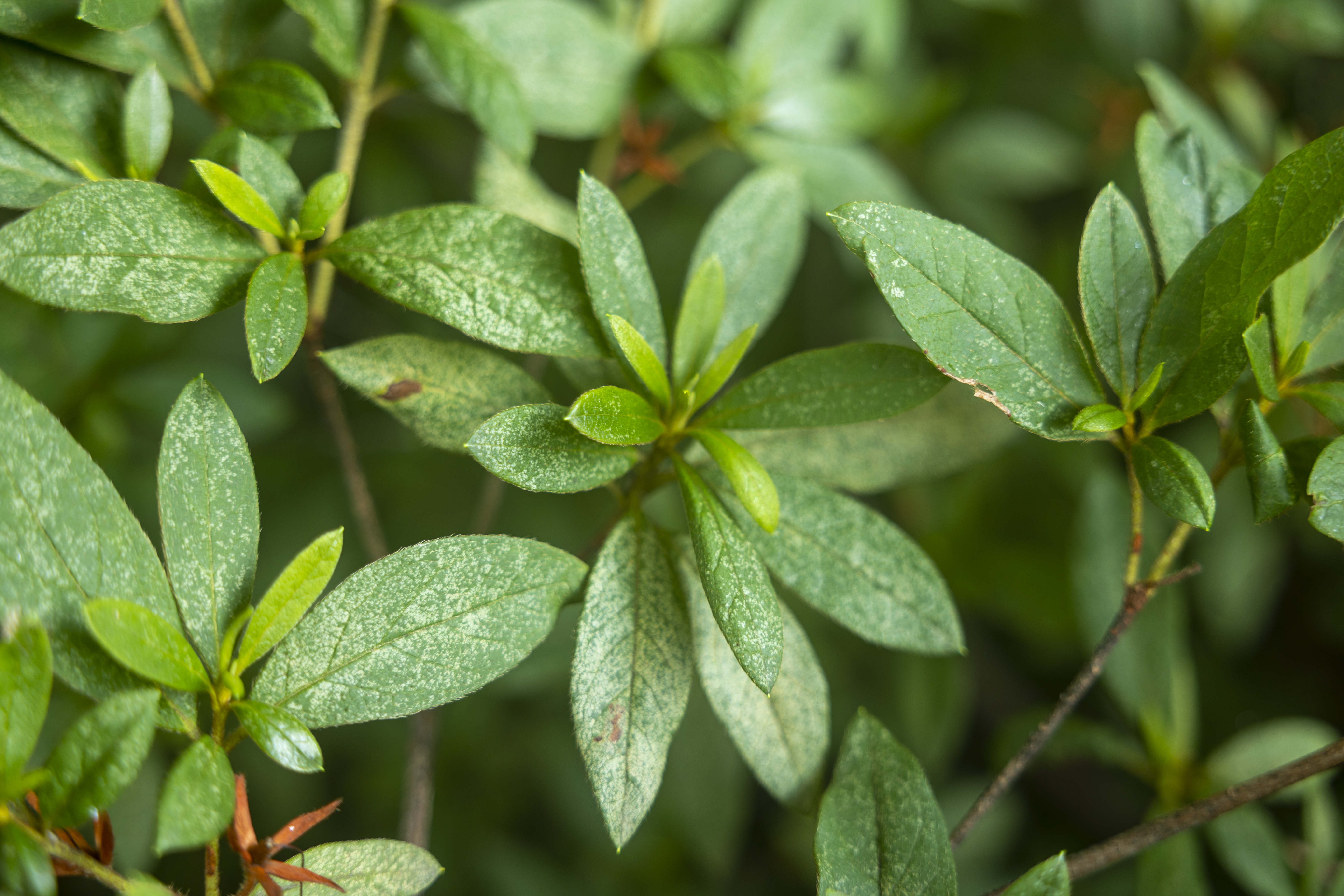 Azalea foliage showing the pale stippled and silvery bleached upper-surface damage typical of advanced lace bug feeding