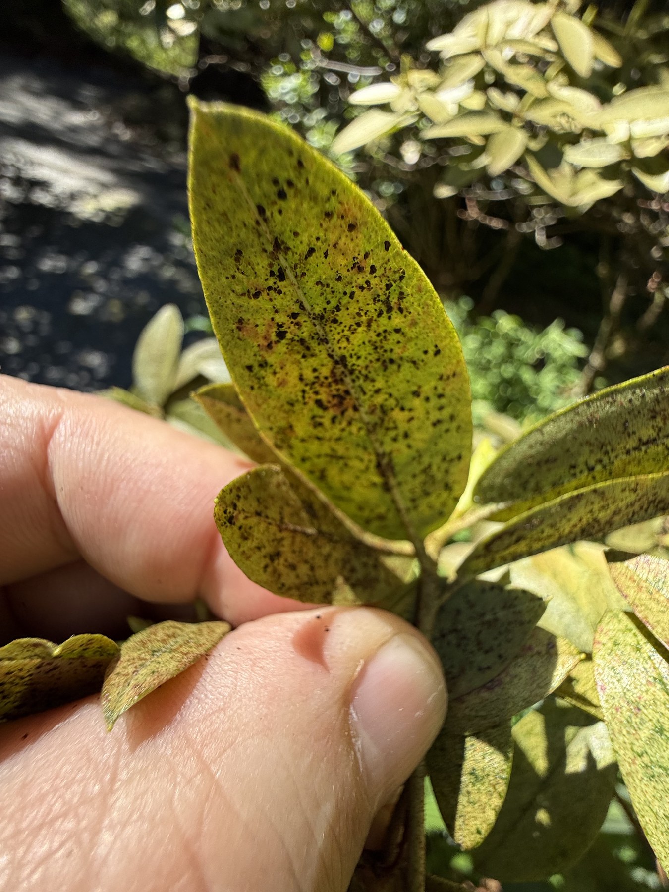 Heavily lace-bug-damaged rhododendron leaf at Soos Creek Botanical Garden showing yellow chlorotic appearance with dense dark tar-spot fecal deposits across the leaf