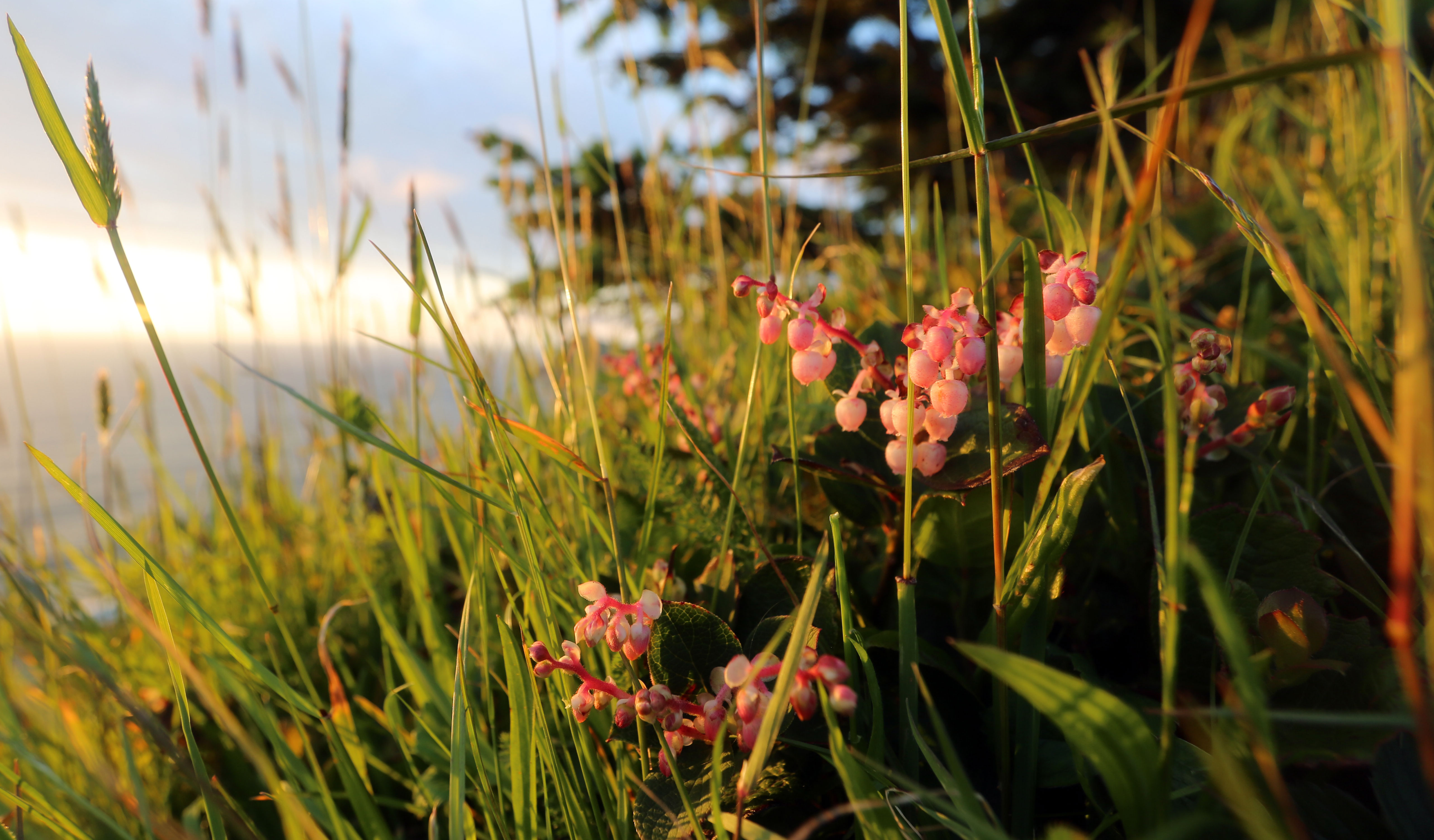 Salal (Gaultheria shallon) in flower along a coastal Pacific Northwest bluff at sunset