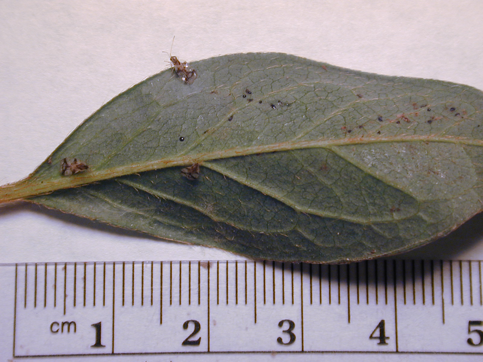 Adult azalea lace bug and a nymph on an azalea leaf, with a centimeter ruler showing the adult is roughly 3 millimeters long