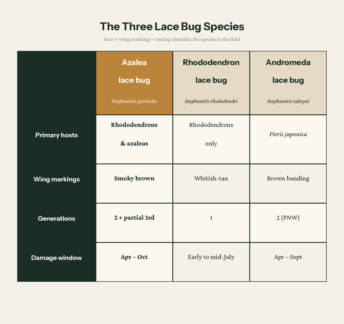 Three-species comparison chart: Azalea lace bug (Stephanitis pyrioides) vs Rhododendron lace bug (S. rhododendri) vs Andromeda lace bug (S. takeyai), compared across primary hosts, wing markings, generations per year, and damage window
