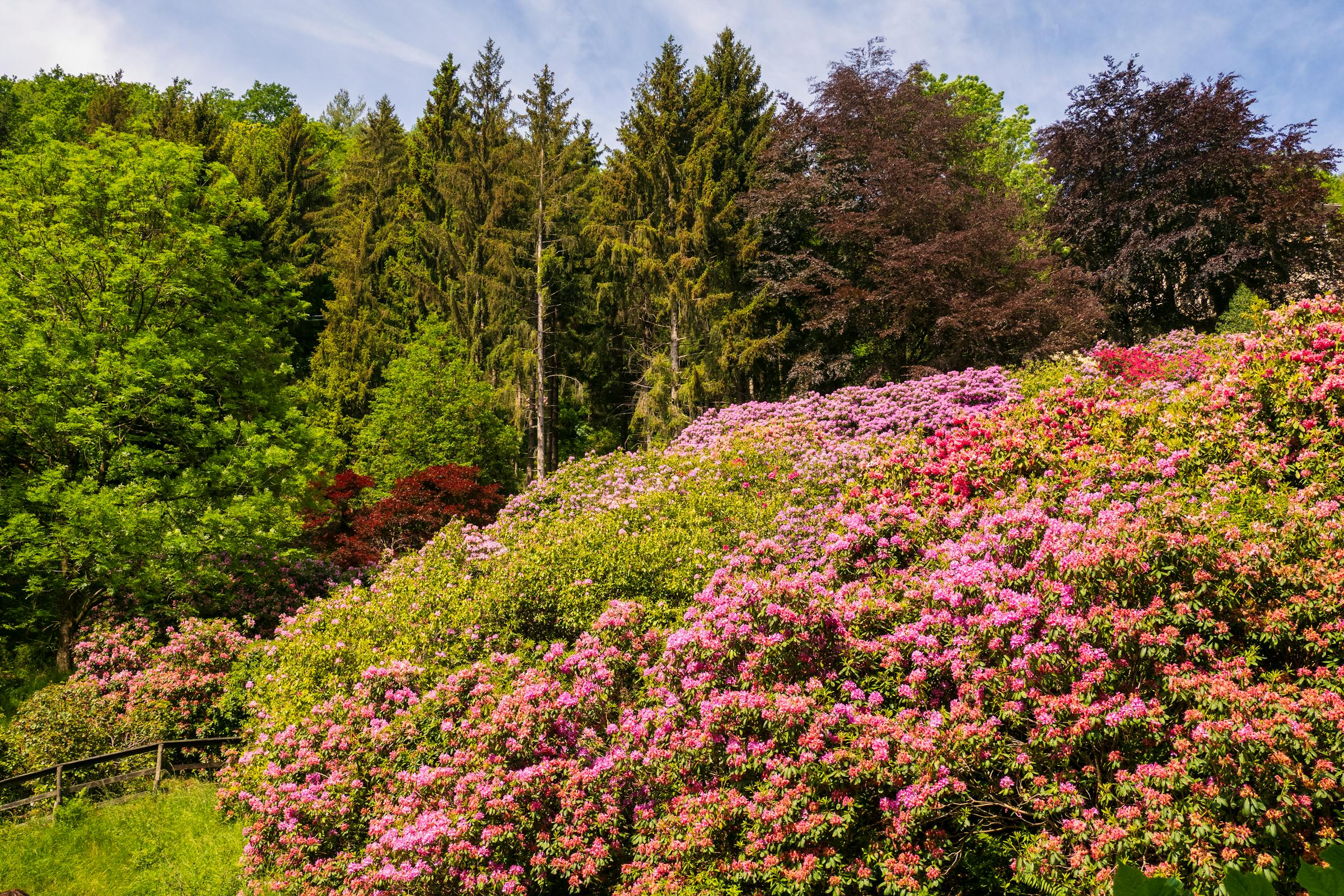 Rhododendron Post-Bloom Care