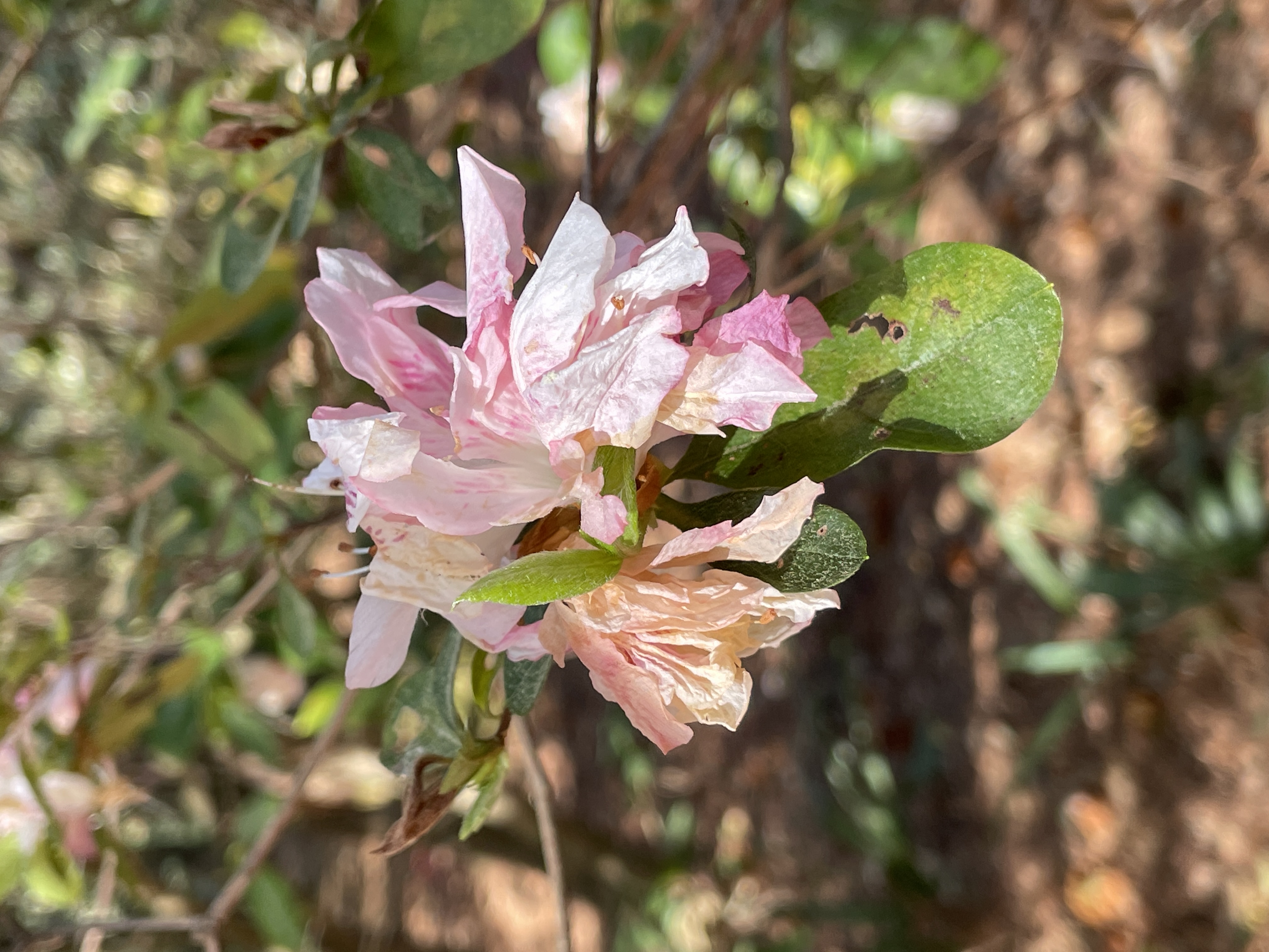 Rhododendron flowers showing Ovulinia petal blight infection with water-soaked, browning petals