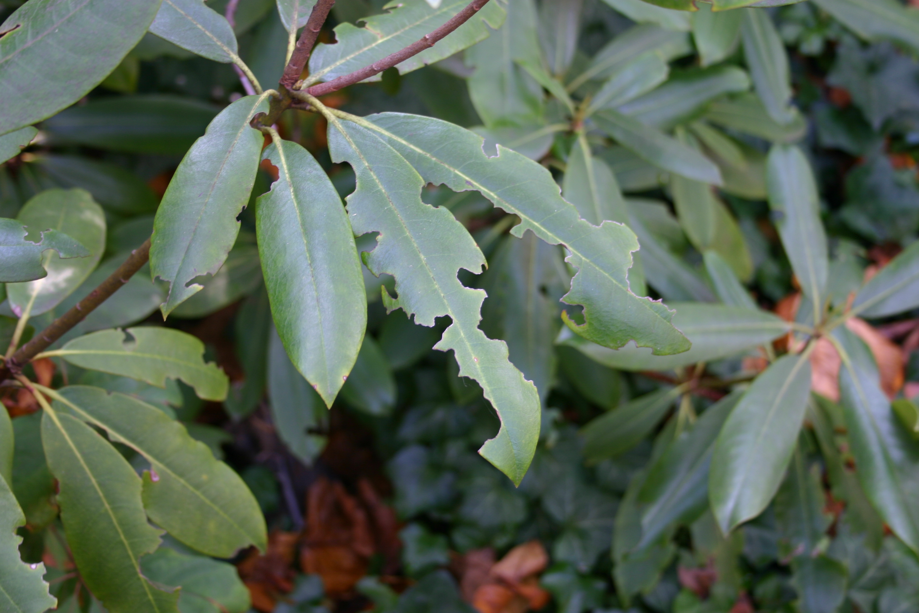 Rhododendron leaf showing classic crescent-shaped notching damage from black vine weevil adult feeding