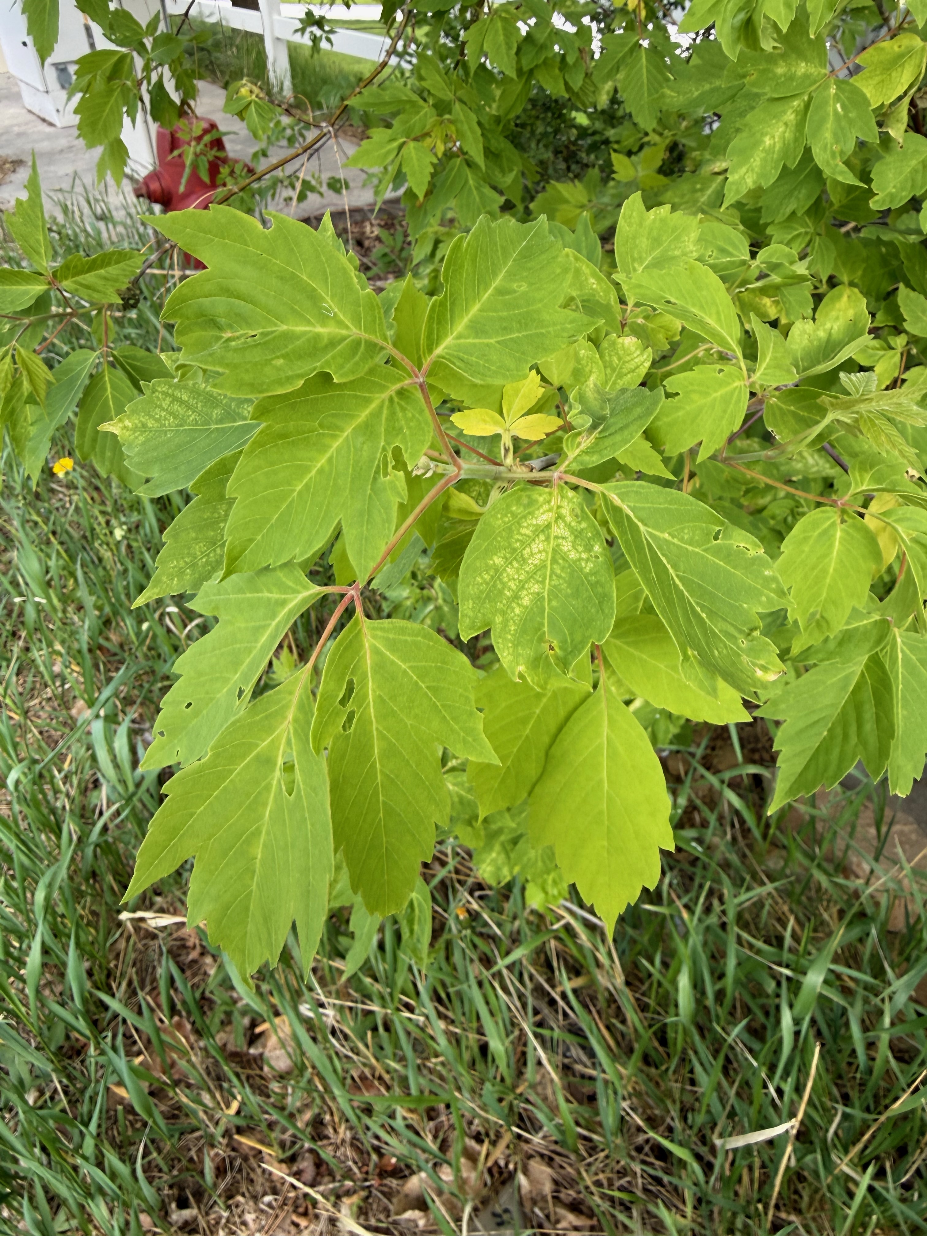 Box elder in full spring leaf, Wasatch Mountains