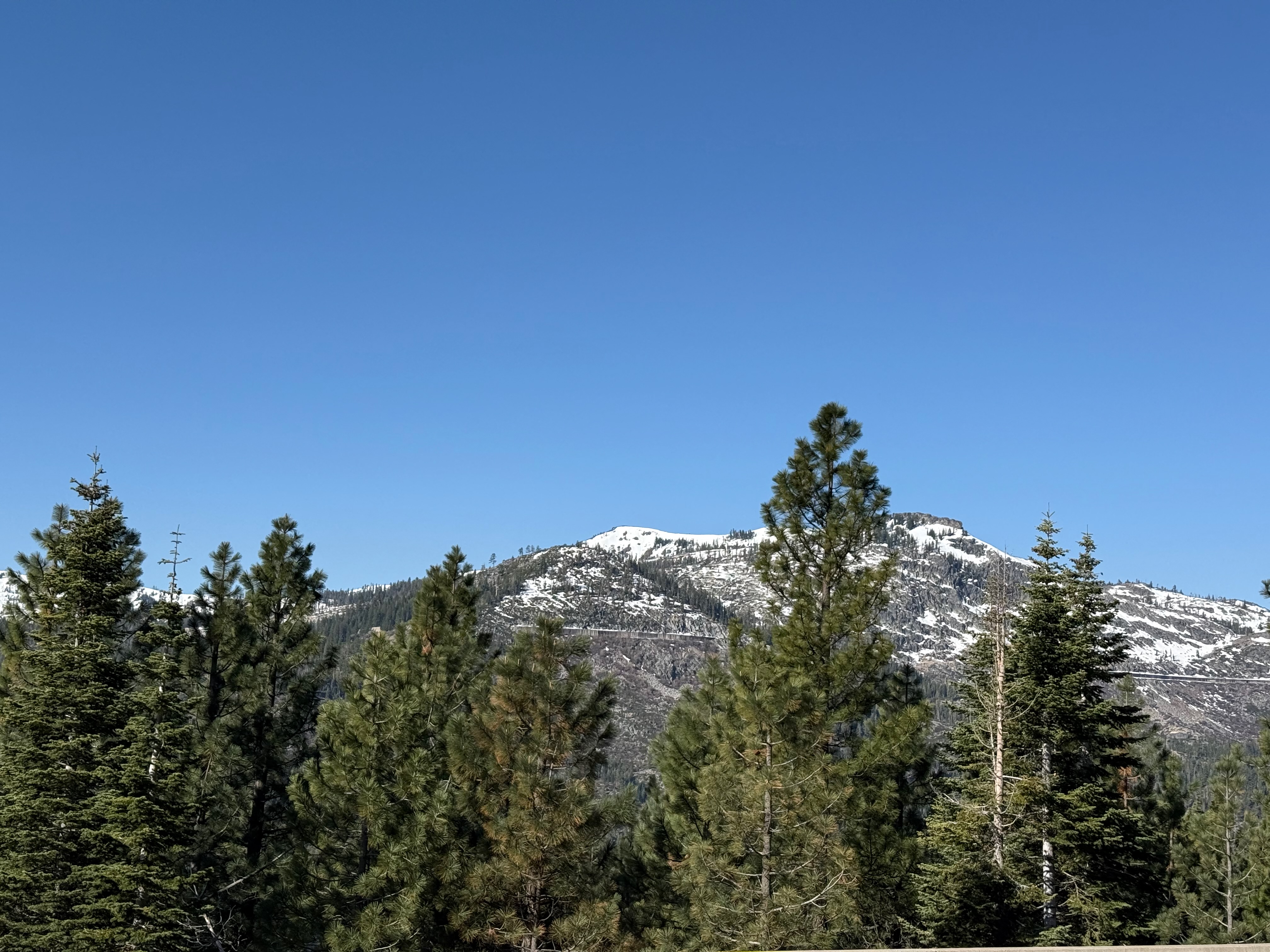 Snowcapped Sierra peaks above mixed conifer forest