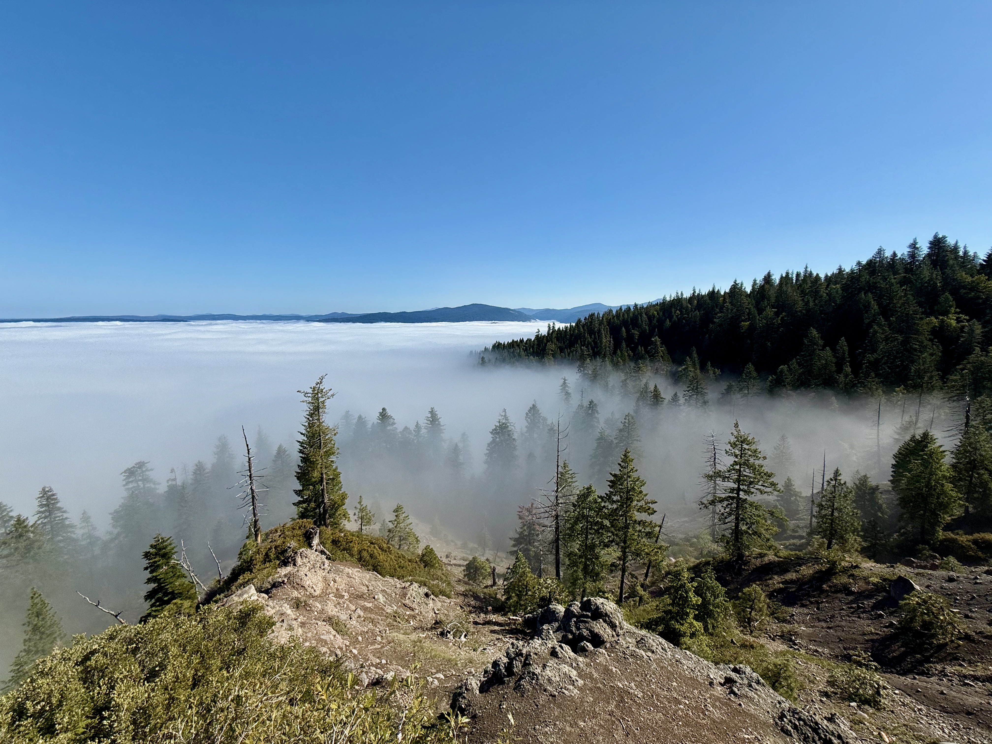 Fog inversion from Omega Overlook, cloud sea with conifers emerging