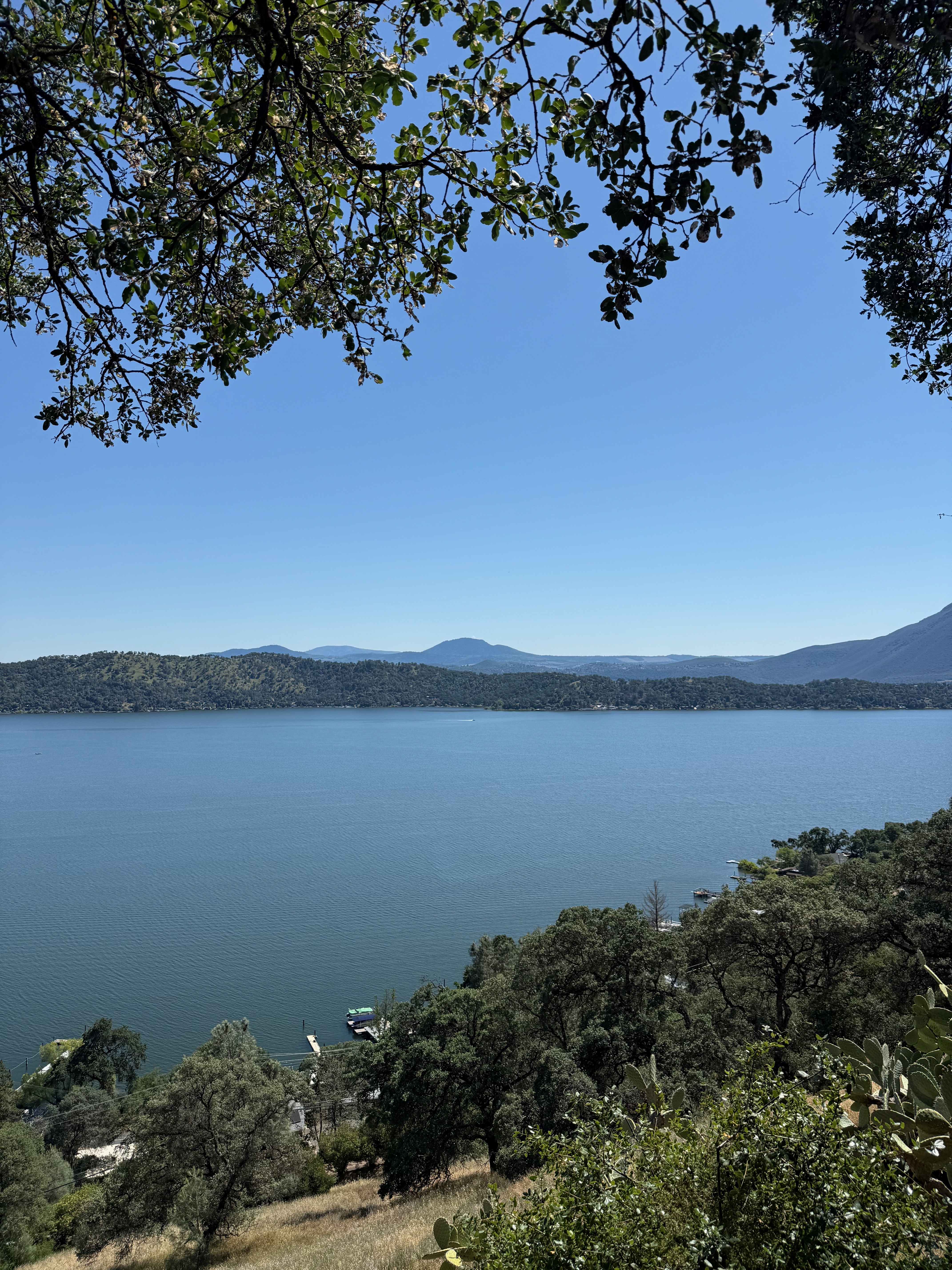 Clear Lake framed by live oaks under clear sky