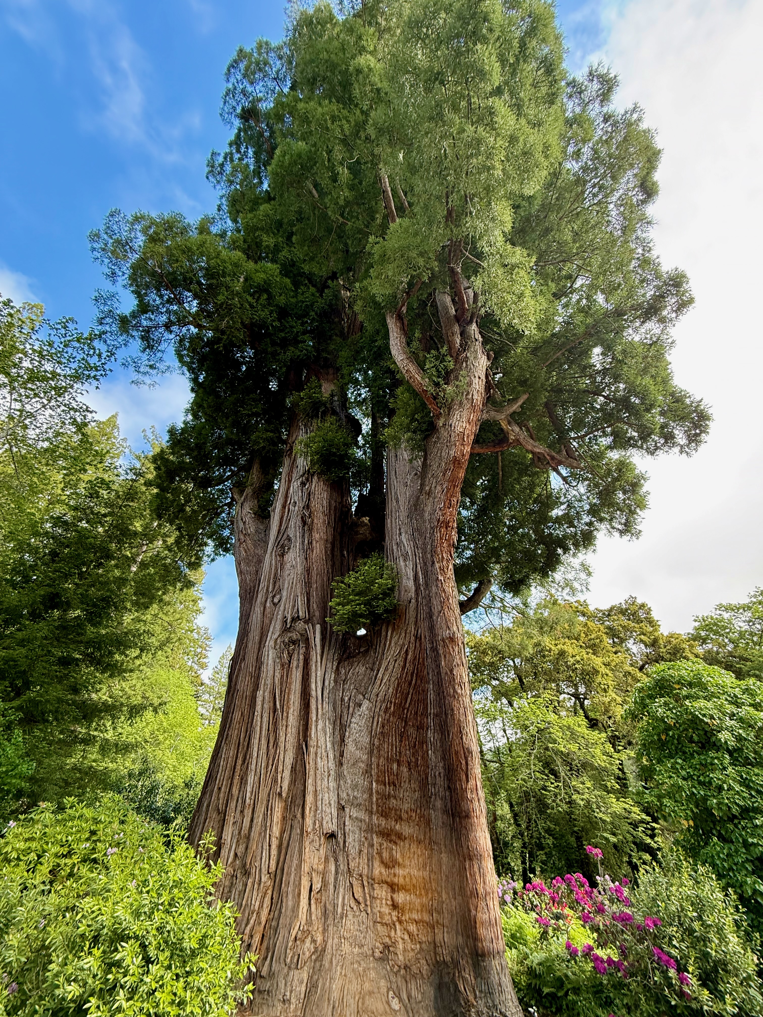 Heritage redwood trunk with rhododendrons blooming at base
