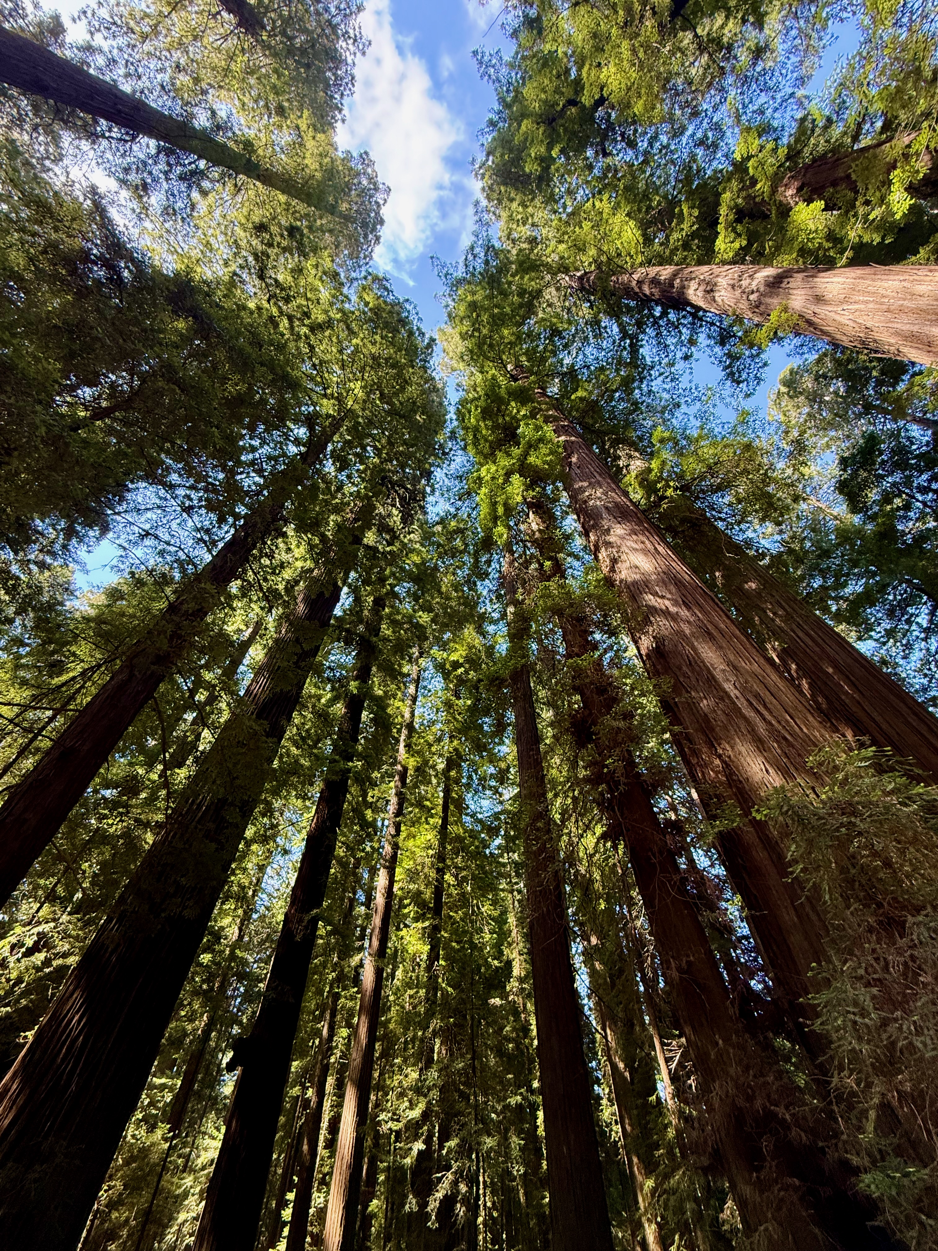 Looking up through old-growth redwood canopy