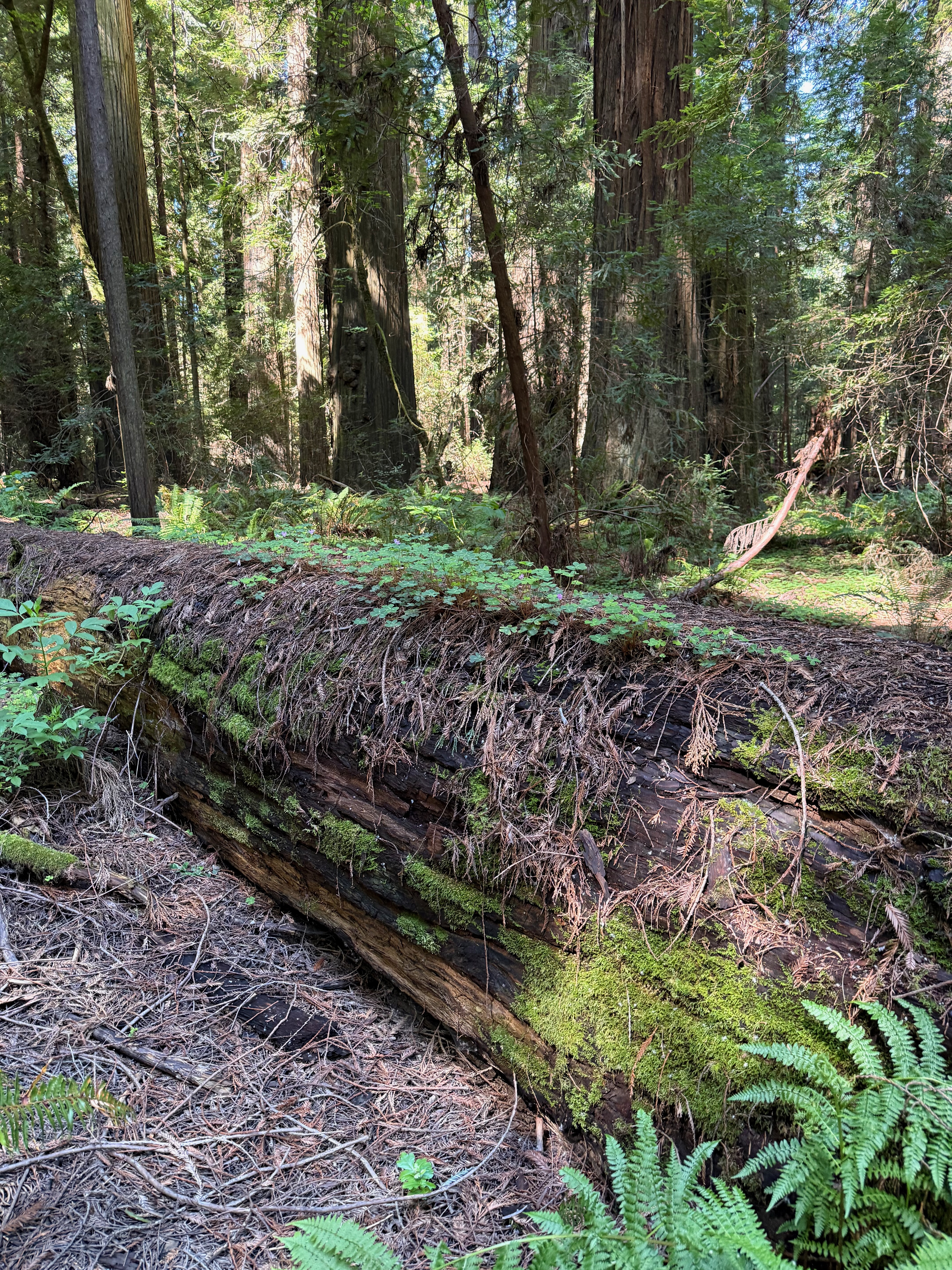 Nurse log colonized by ferns and moss
