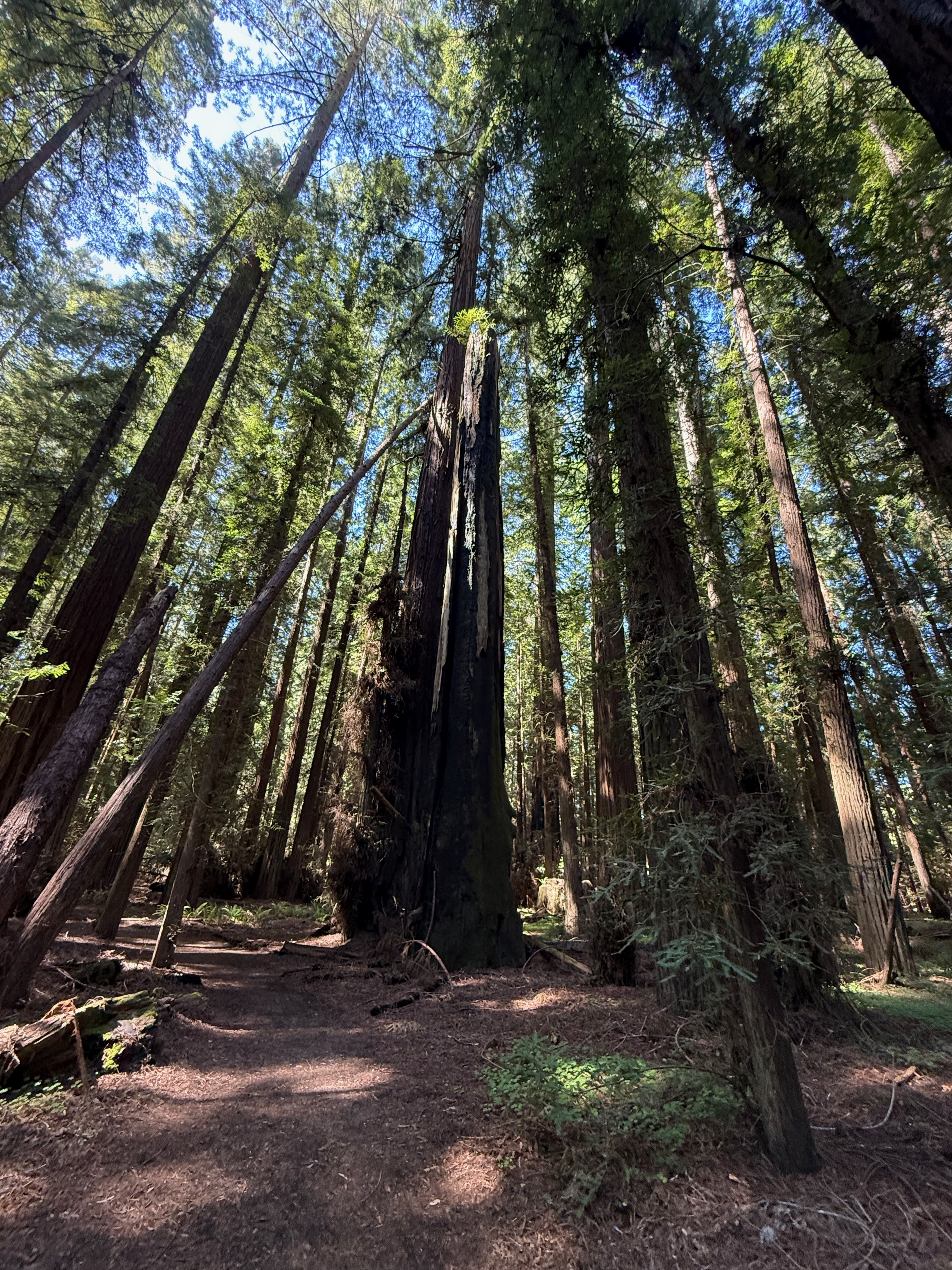Fire-scarred old-growth redwood with basal cavity