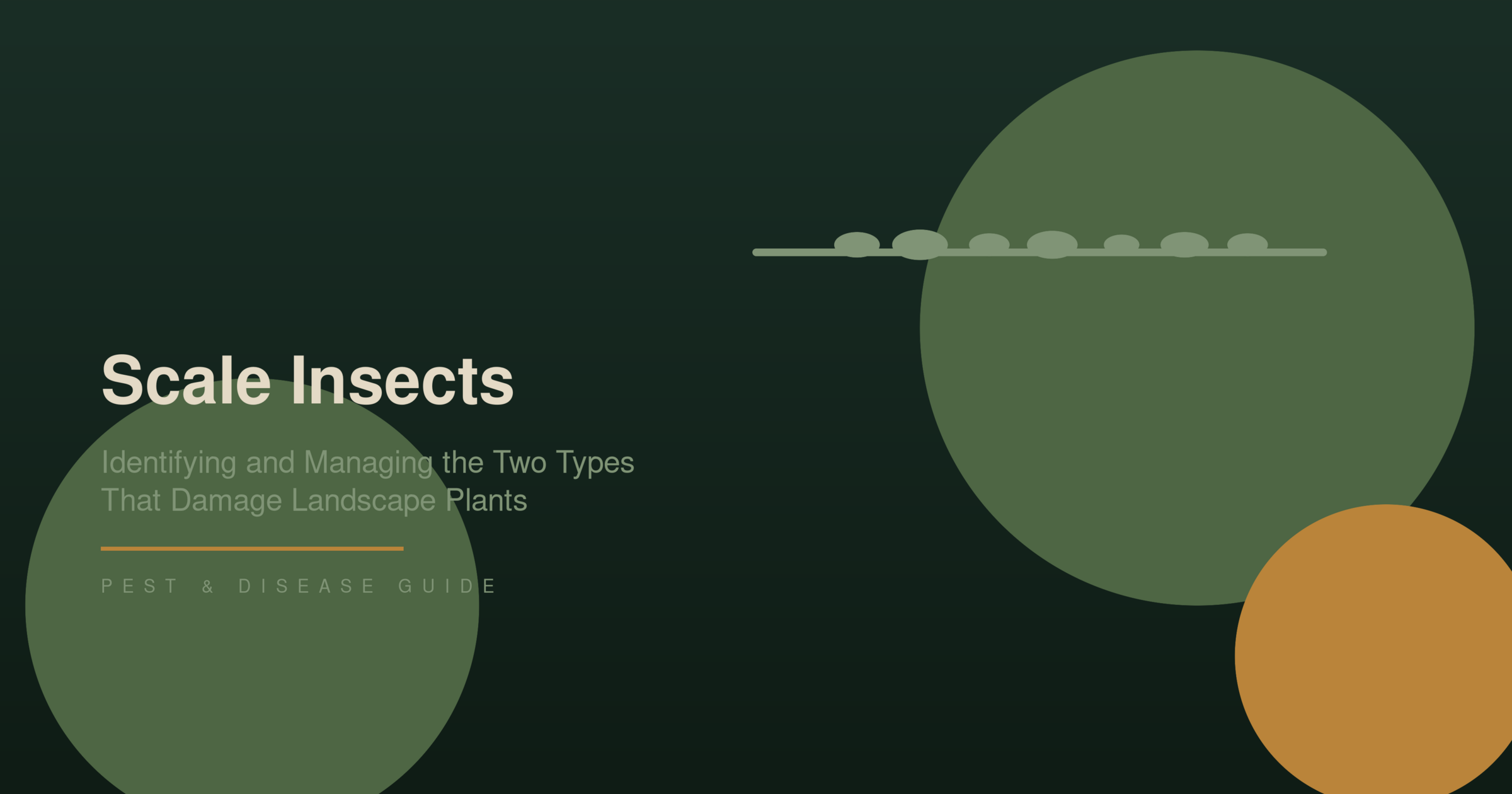 Scale Insects: Identifying and Managing the Two Types That Damage Landscape Plants