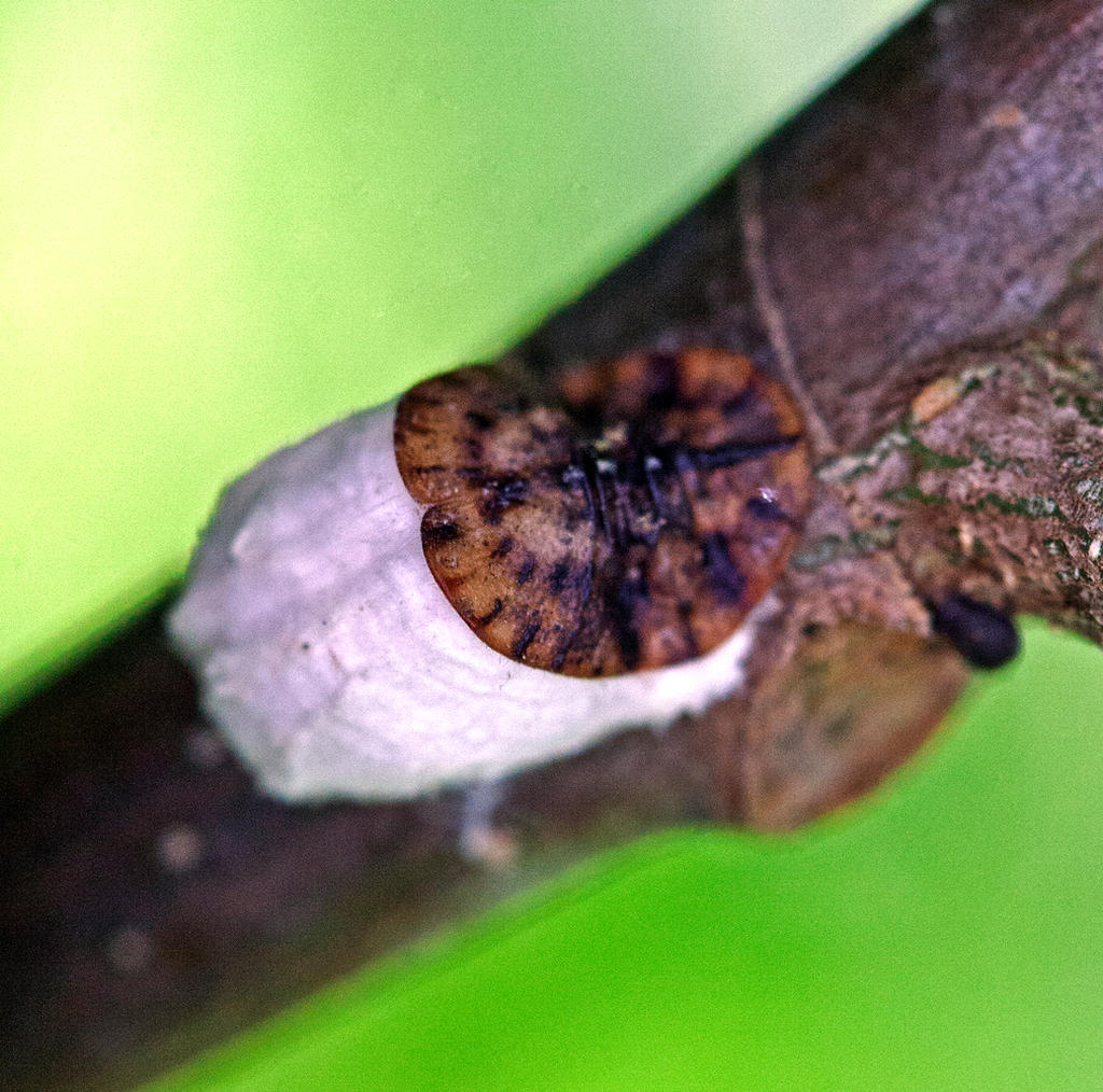 Cottony maple scale (Pulvinaria innumerabilis) with white egg sacs on branch