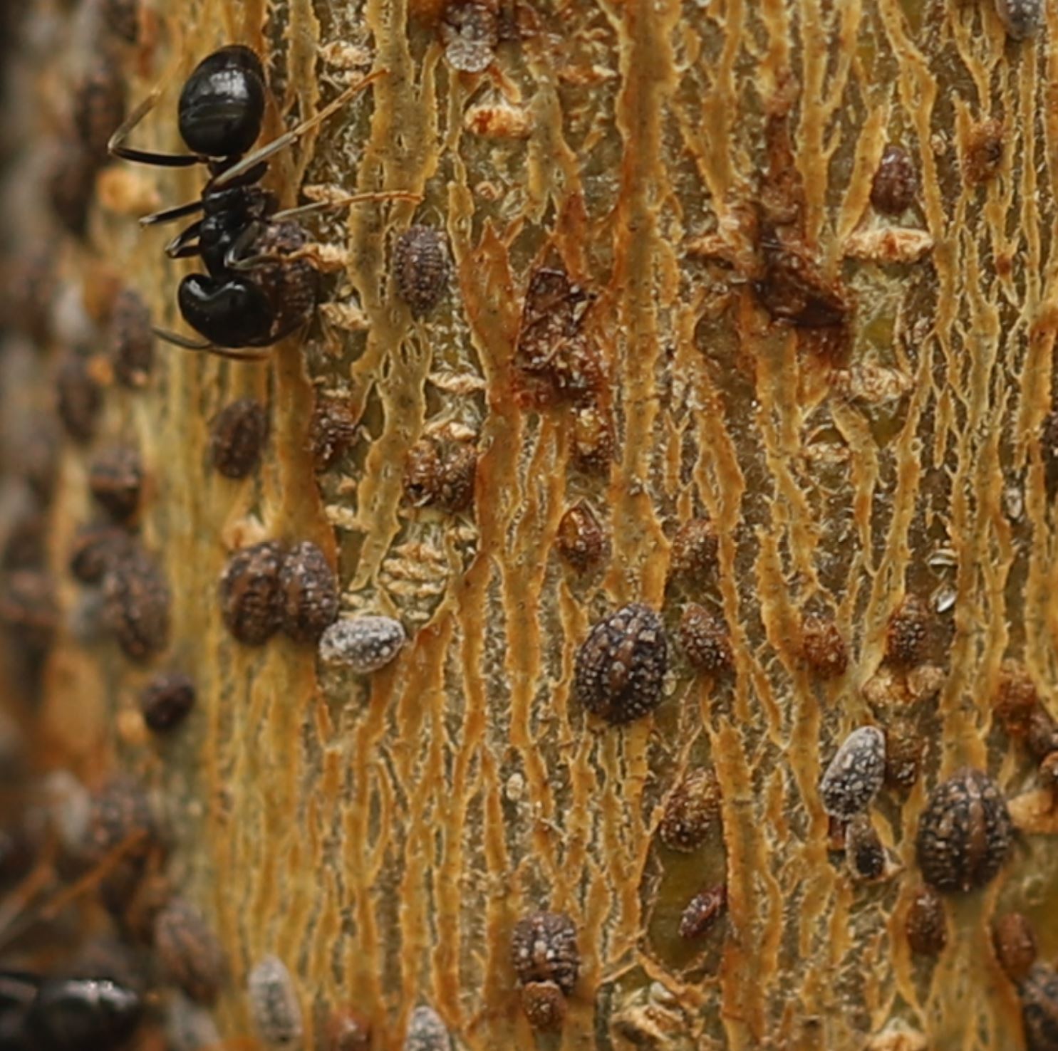 Lecanium scale (Parthenolecanium corni) on twig with attending ants