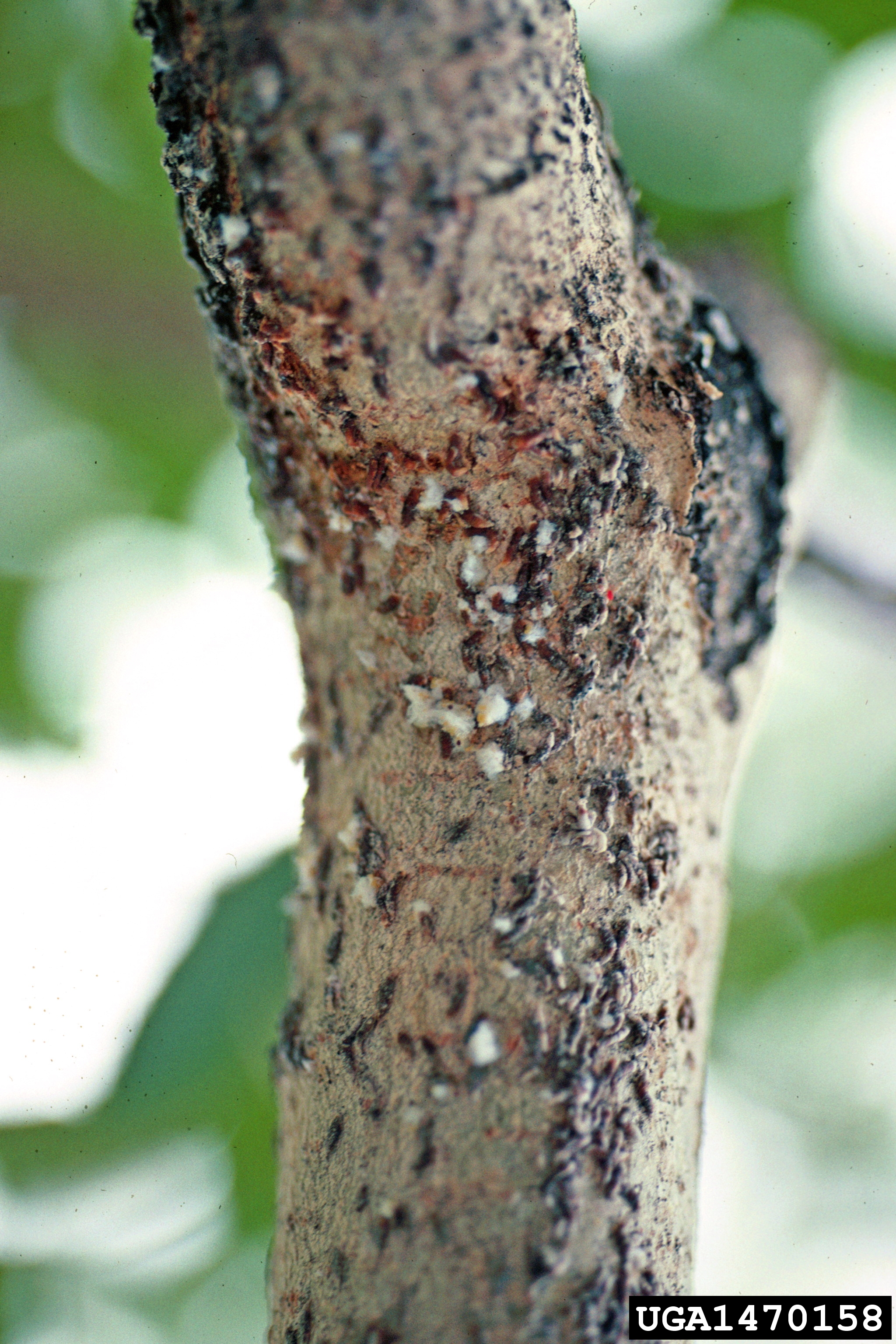 Oystershell scale (Lepidosaphes ulmi) encrusting bark