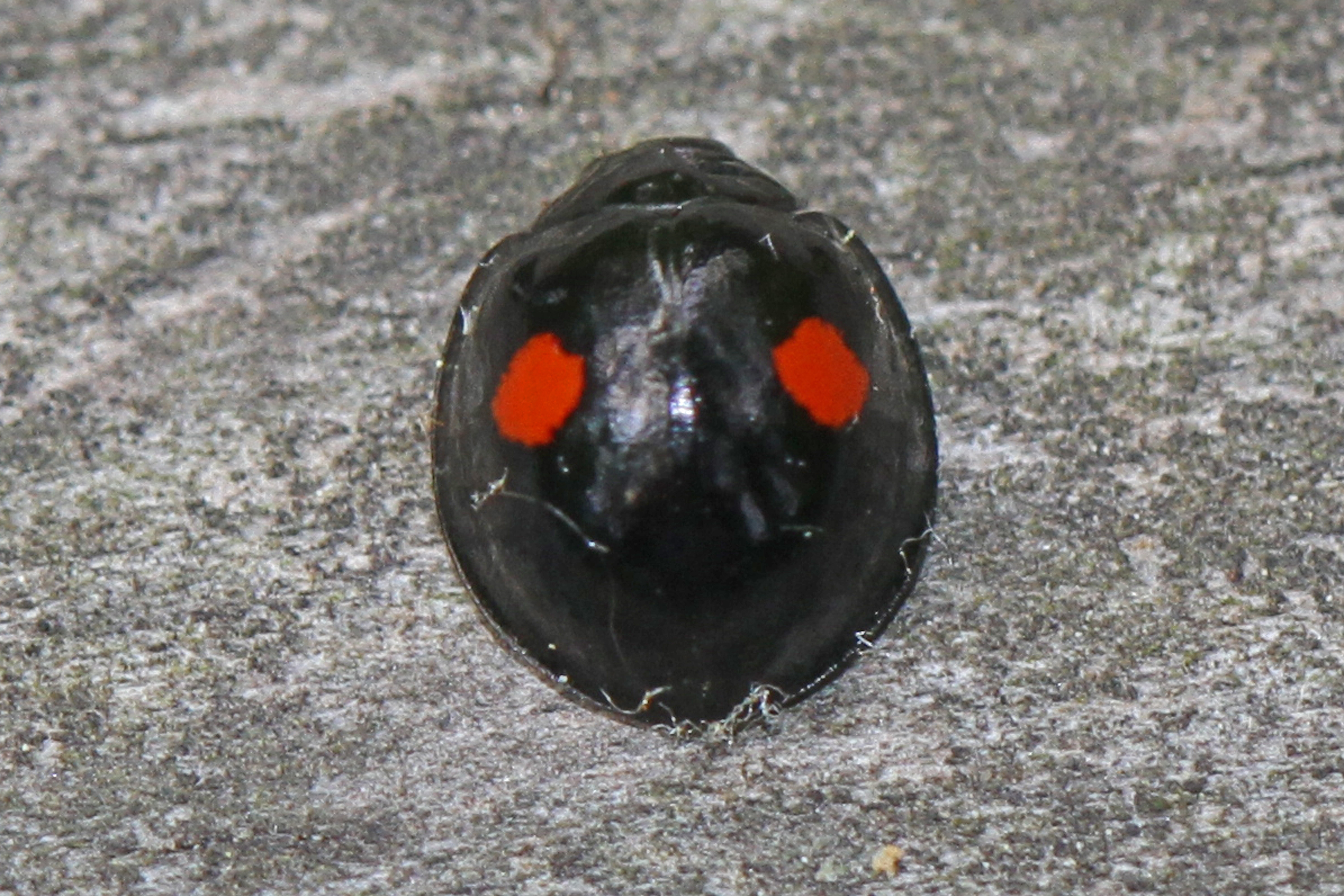Twicestabbed lady beetle (Chilocorus stigma), a scale insect predator
