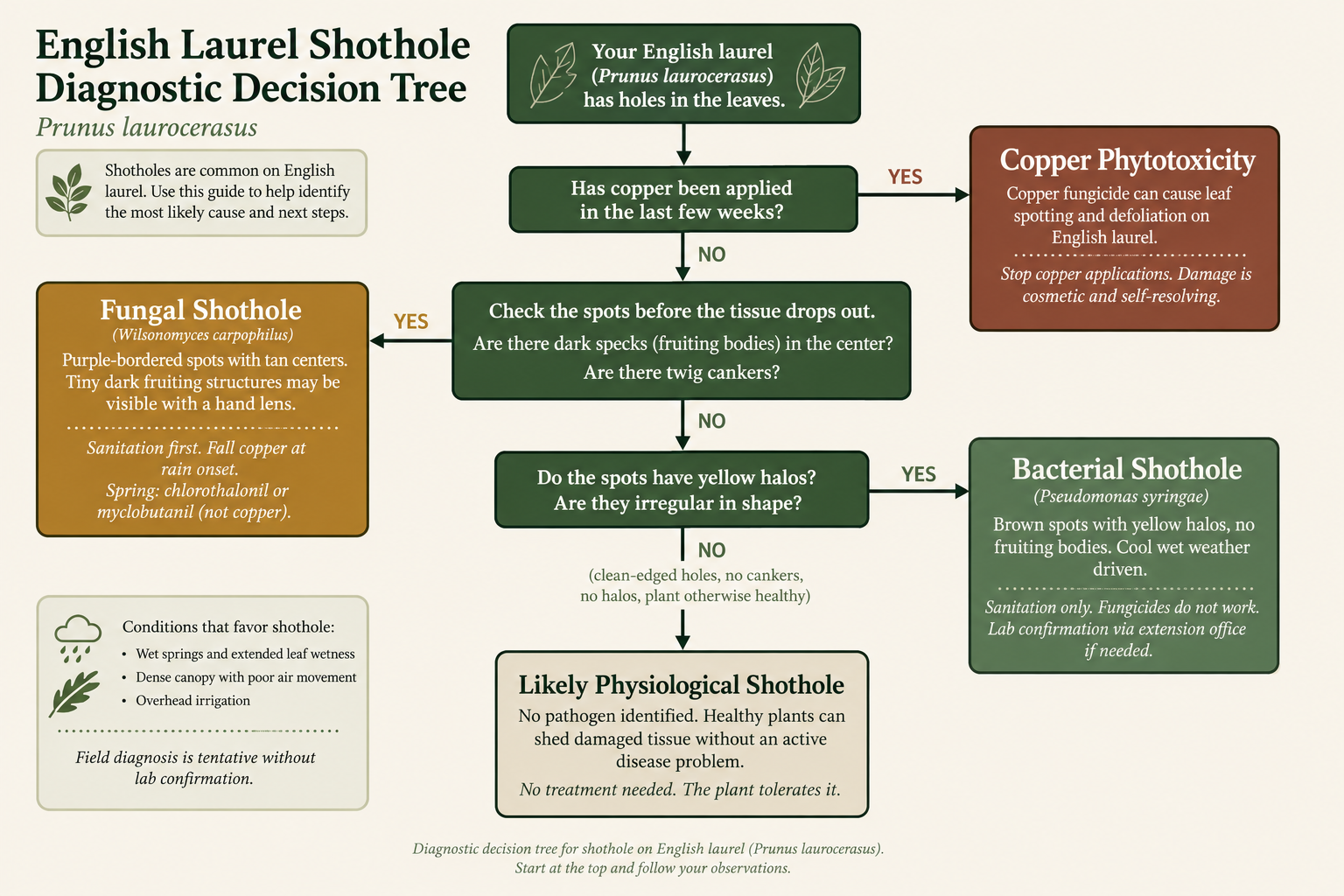 Shothole on English Laurel: Four Causes, One Symptom, and When to Stop Worrying