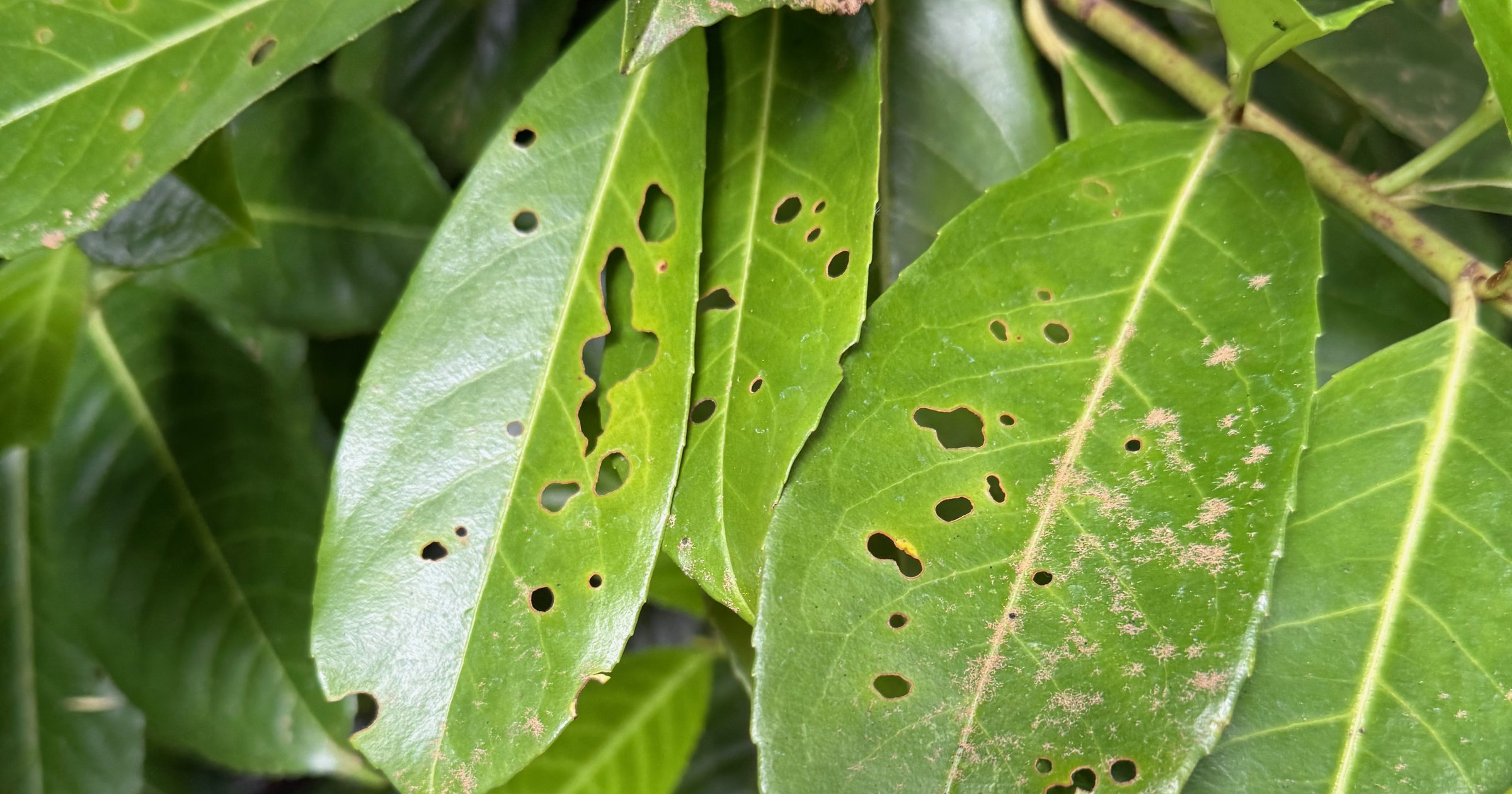 Shothole on English Laurel: Four Causes, One Symptom, and When to Stop Worrying