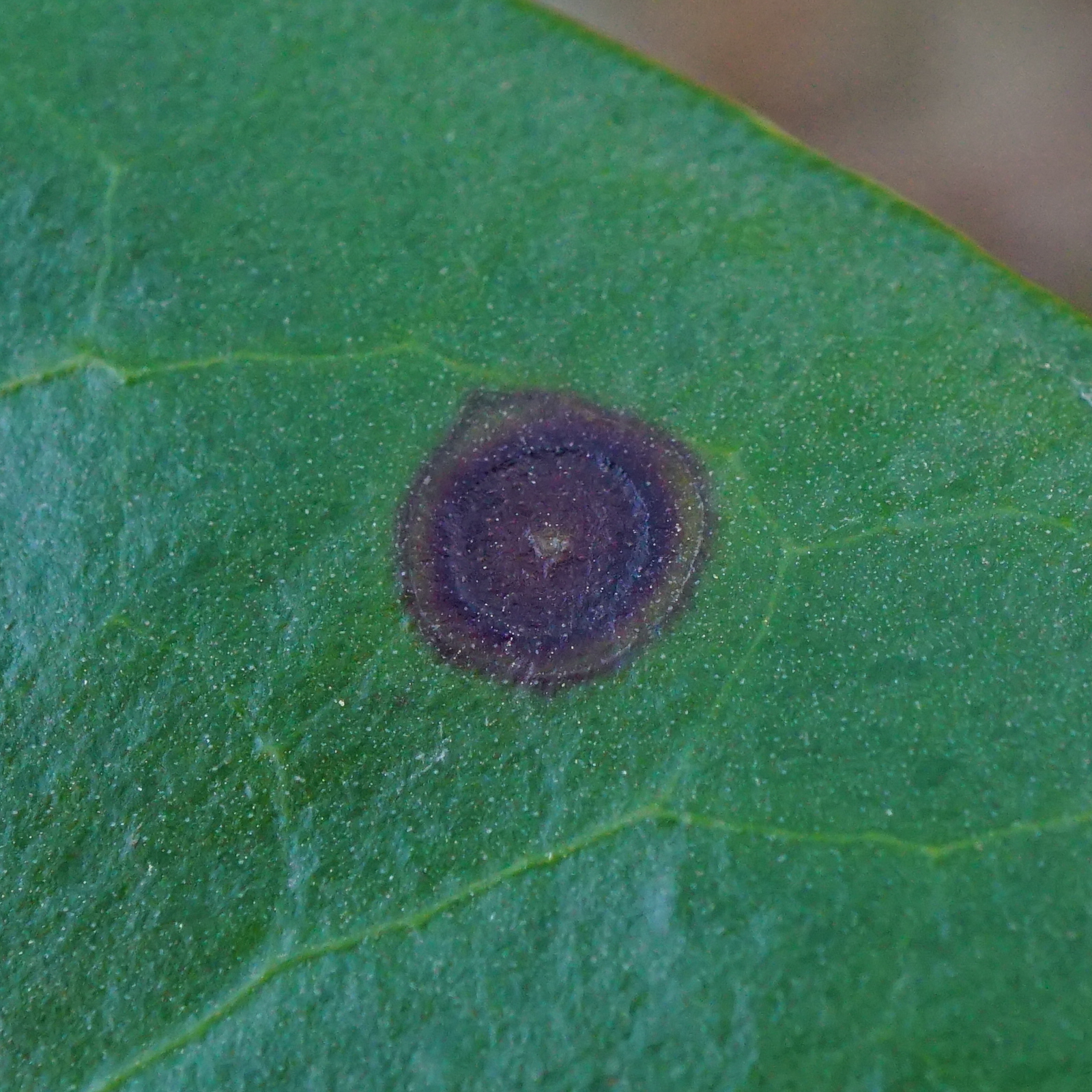 Close-up of a single Wilsonomyces carpophilus lesion showing purple border and tan center on cherry leaf