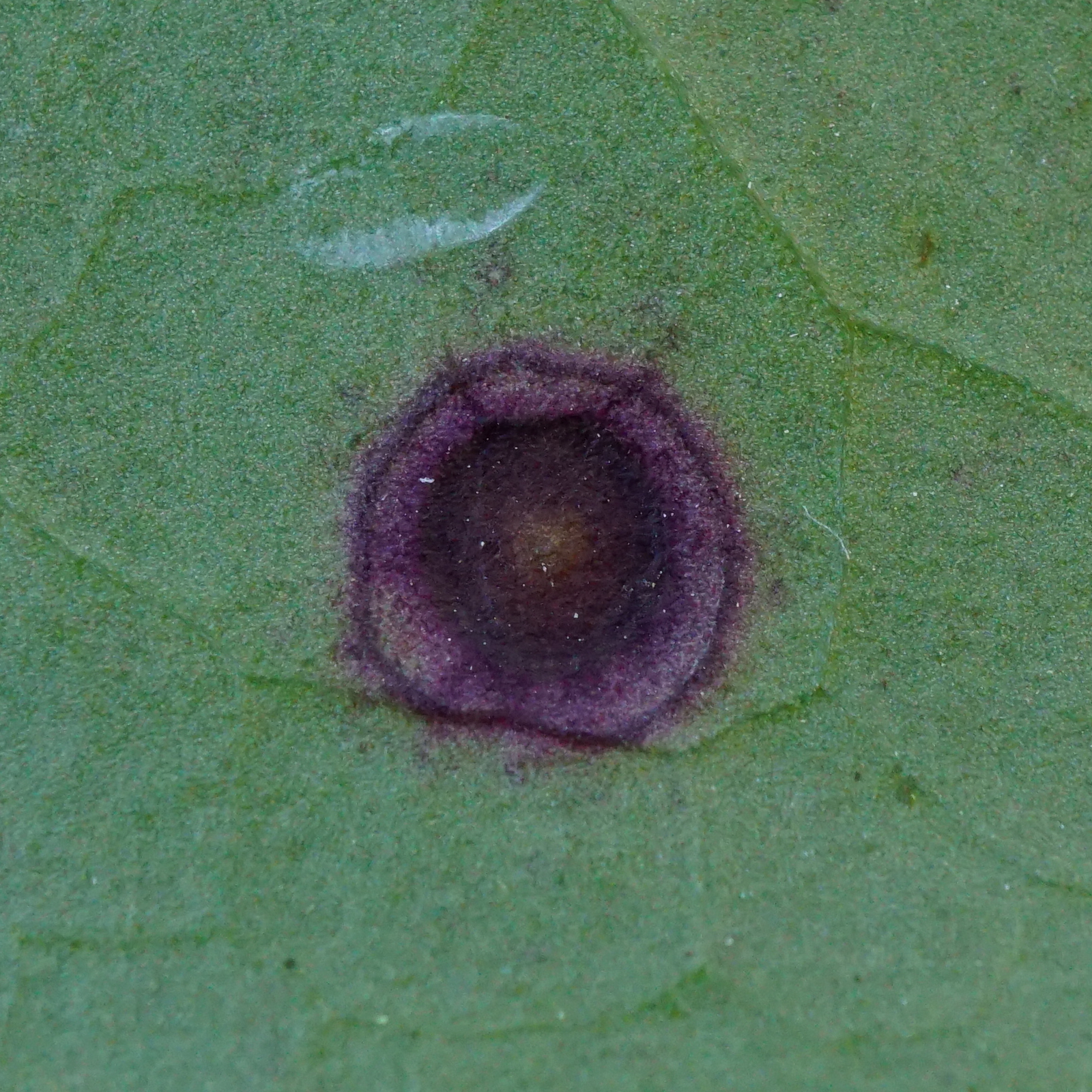 Macro view of shothole lesion showing concentric rings and possible sporodochium in the center