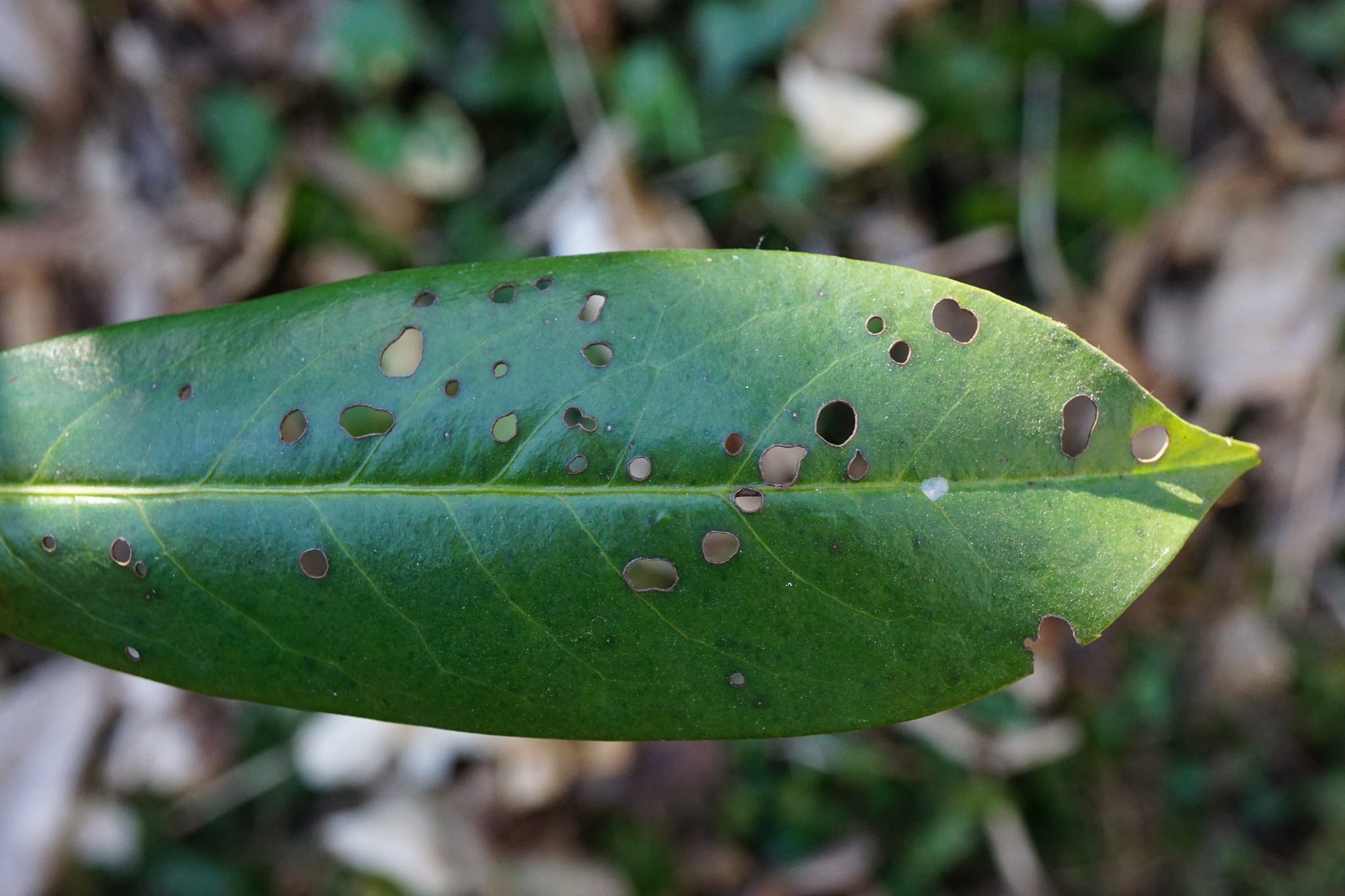 Cherry leaf with Wilsonomyces carpophilus lesions at multiple stages, from intact purple-bordered spots to dropped tissue leaving holes