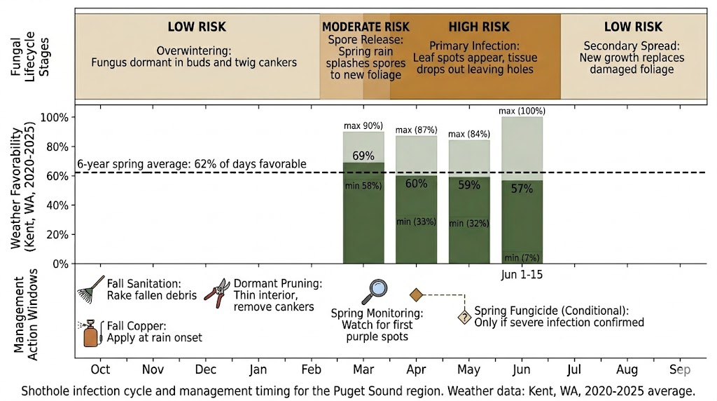 Shothole infection cycle timeline showing seasonal progression from fall spore release through spring symptoms