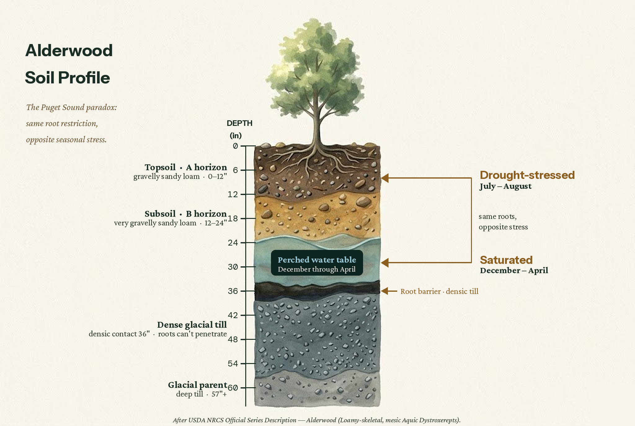 Alderwood soil profile showing topsoil, subsoil, perched water table, and impenetrable glacial till with seasonal stress annotations