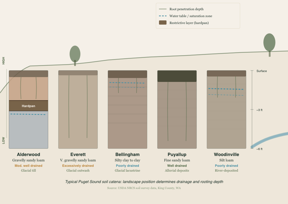 Landscape cross-section showing five Puget Sound soil series from hilltop to valley floor: Alderwood, Everett, Bellingham, Puyallup, and Woodinville