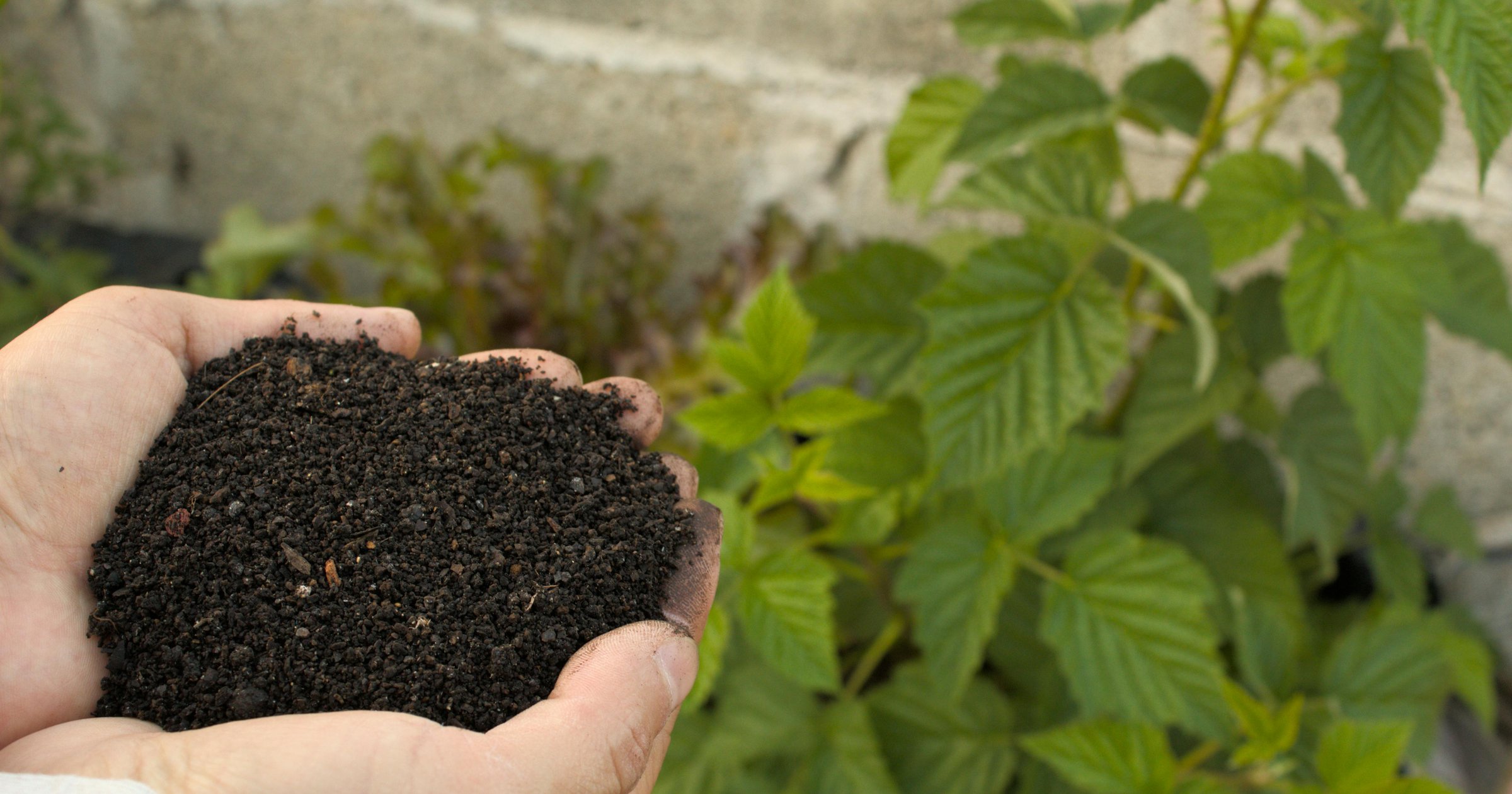 Soil pH: What Your Number Means and When to Change It