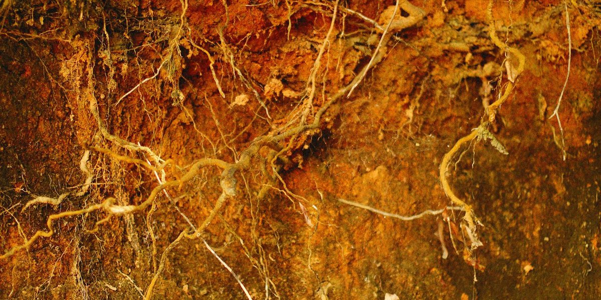 Understanding Your Soil: Texture, Drainage, and What They Mean for Your Garden