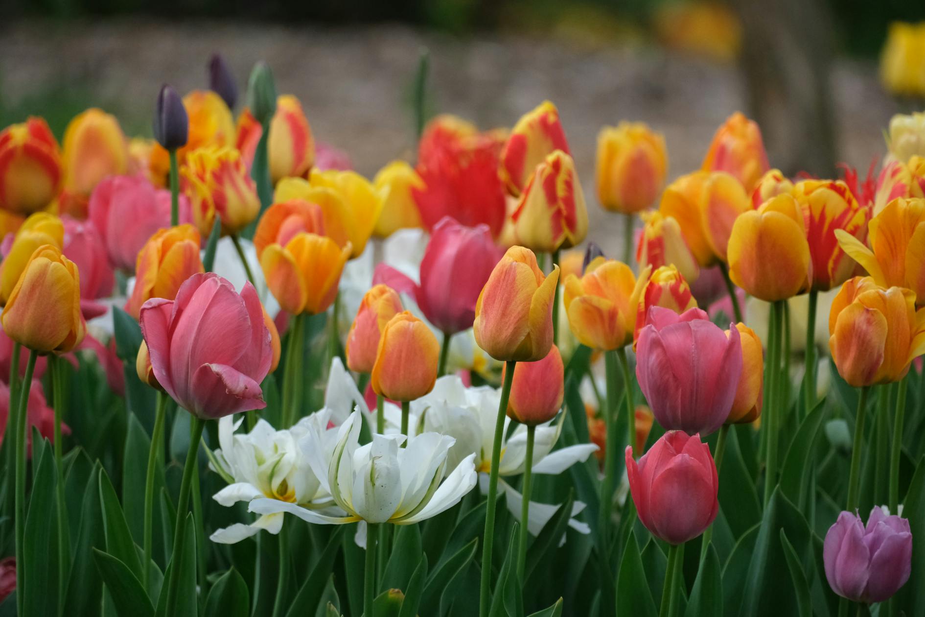Spring Bulb Foliage: Why the Ugly Phase Is the Most Important One