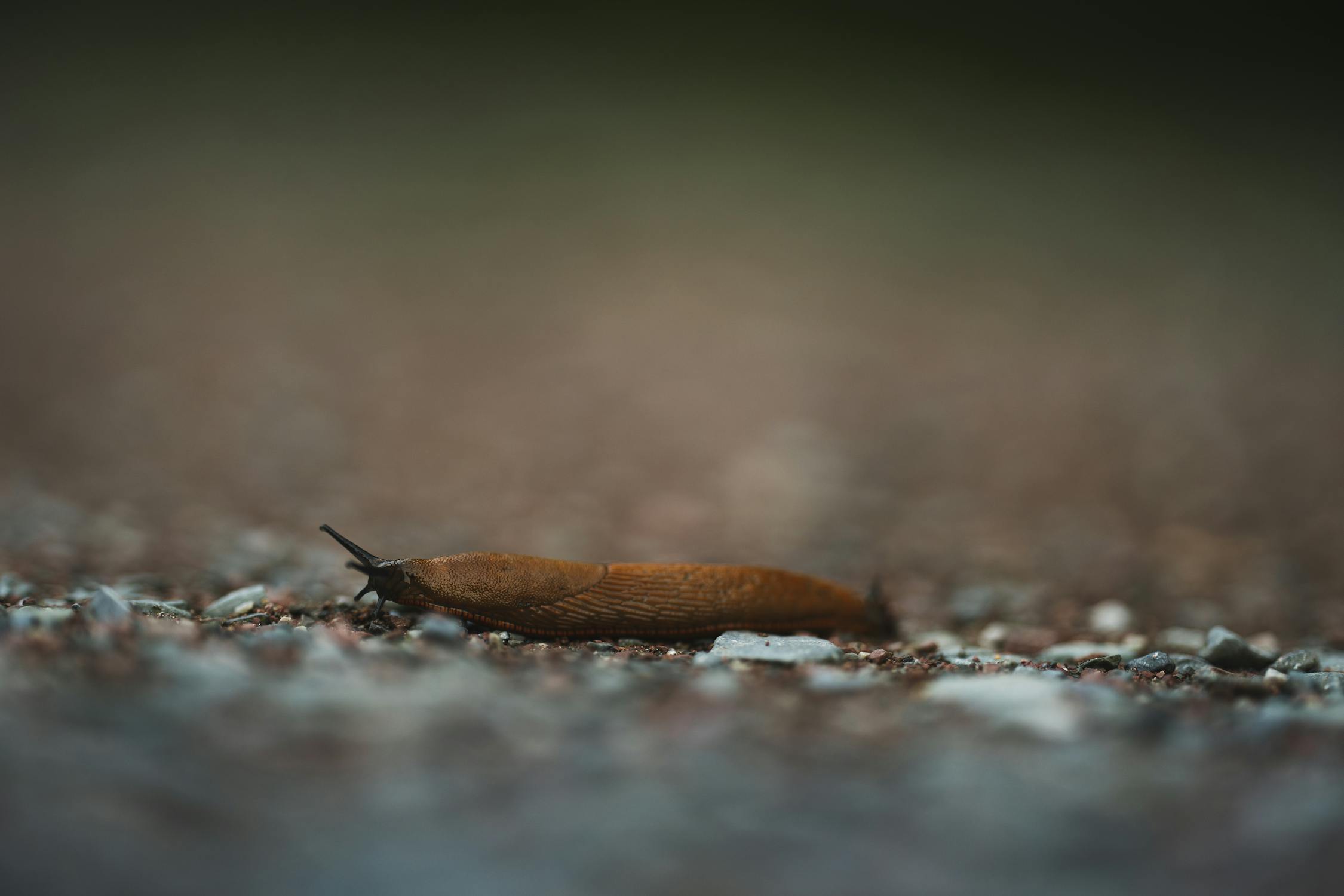 Spring Slug and Snail Management: Protecting Your Garden in the Wet Season