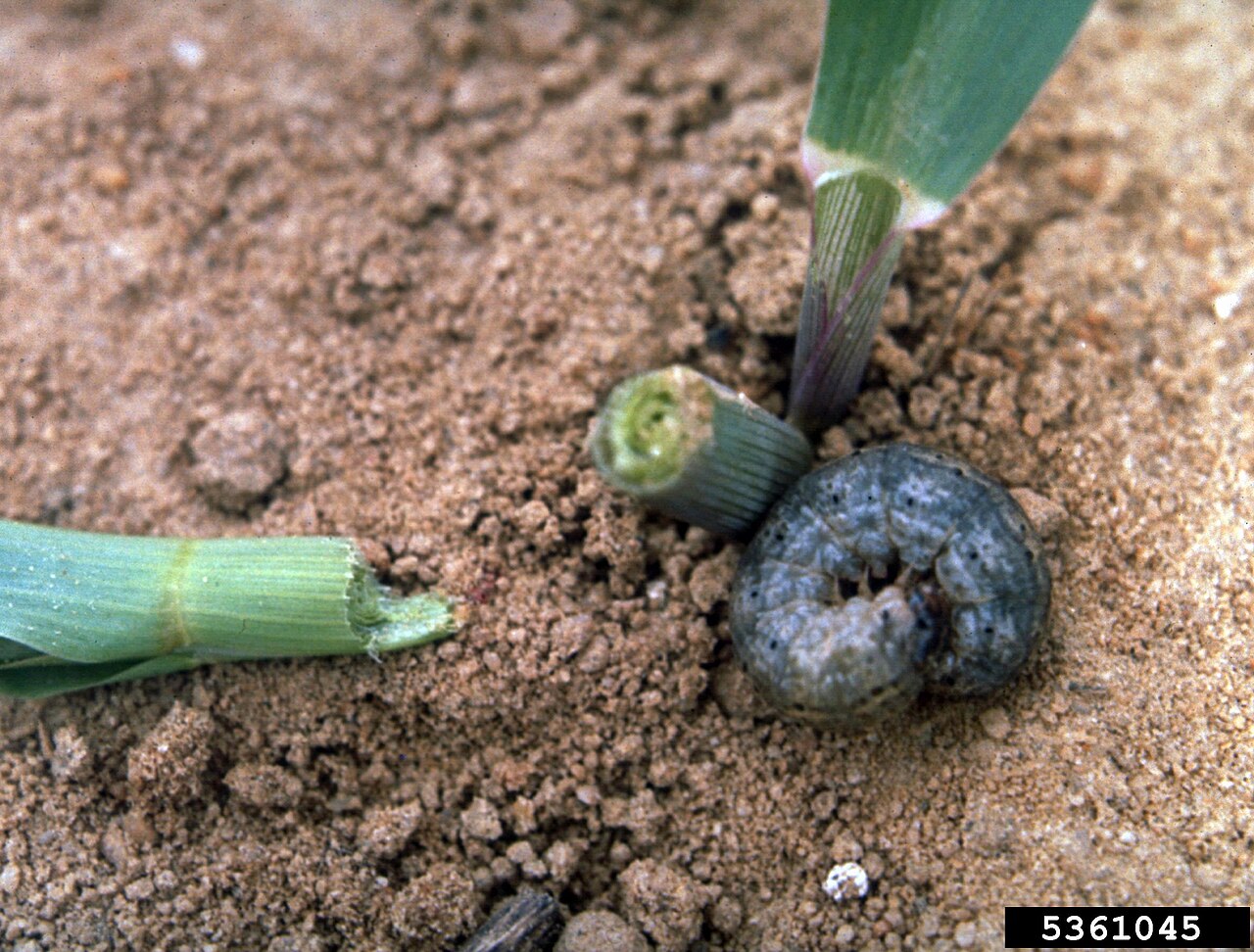 Black cutworm larva (Agrotis ipsilon) curled in its characteristic C-shape next to a seedling stem it severed at the soil line. Photo: W.M. Hantsbarger, Bugwood.org, CC BY 3.0 US.