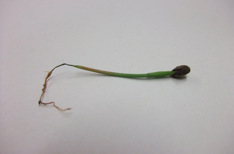 A seedling showing damping off, with the characteristic brown, water-soaked stem constriction at the soil line. Photo: INAKAvillage211, CC BY-SA 3.0, via Wikimedia Commons.