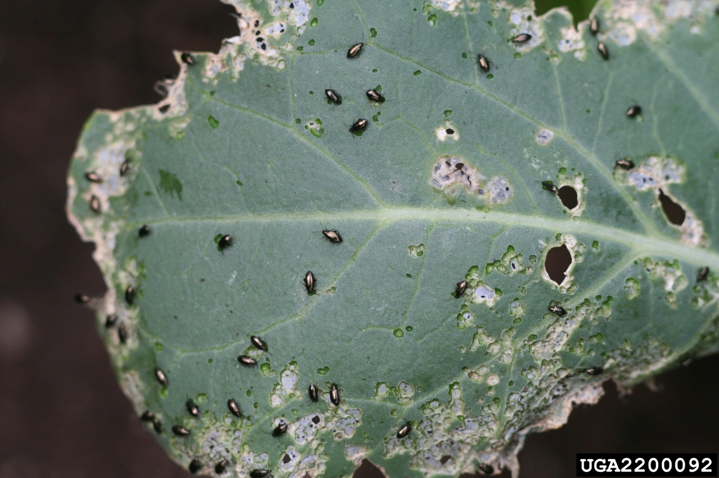 Flea beetles (Phyllotreta cruciferae) and their characteristic shot-hole damage on a broccoli seedling leaf. Photo: Whitney Cranshaw, Colorado State University, Bugwood.org, CC BY 3.0 US.