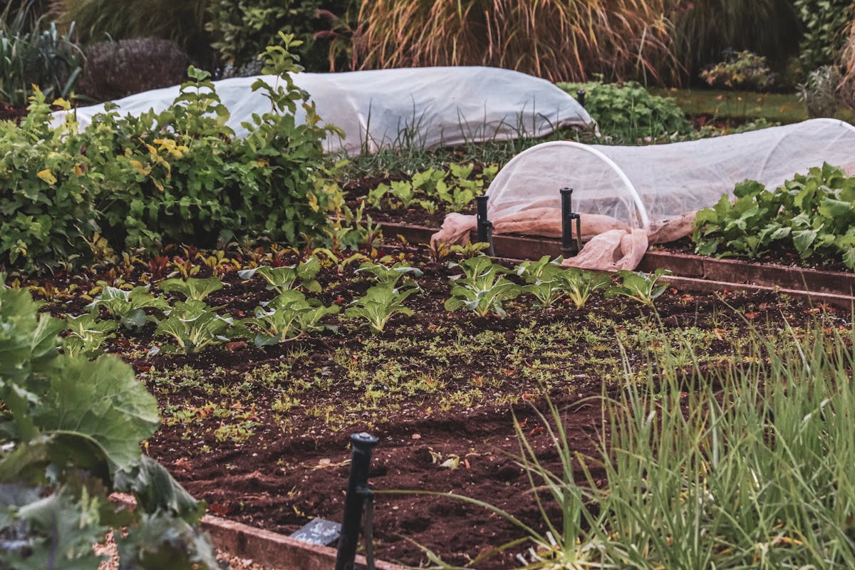Row covers on wire hoops protecting vegetable beds. Photo: Boys in Bristol Photography / Pexels.