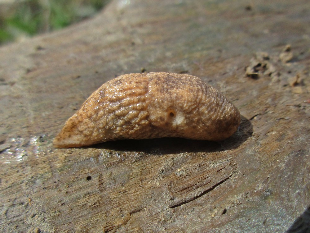 Gray garden slug (Deroceras reticulatum), the most common slug species in Puget Sound vegetable gardens. Photo: B. Schoenmakers, CC BY 3.0, via Wikimedia Commons.