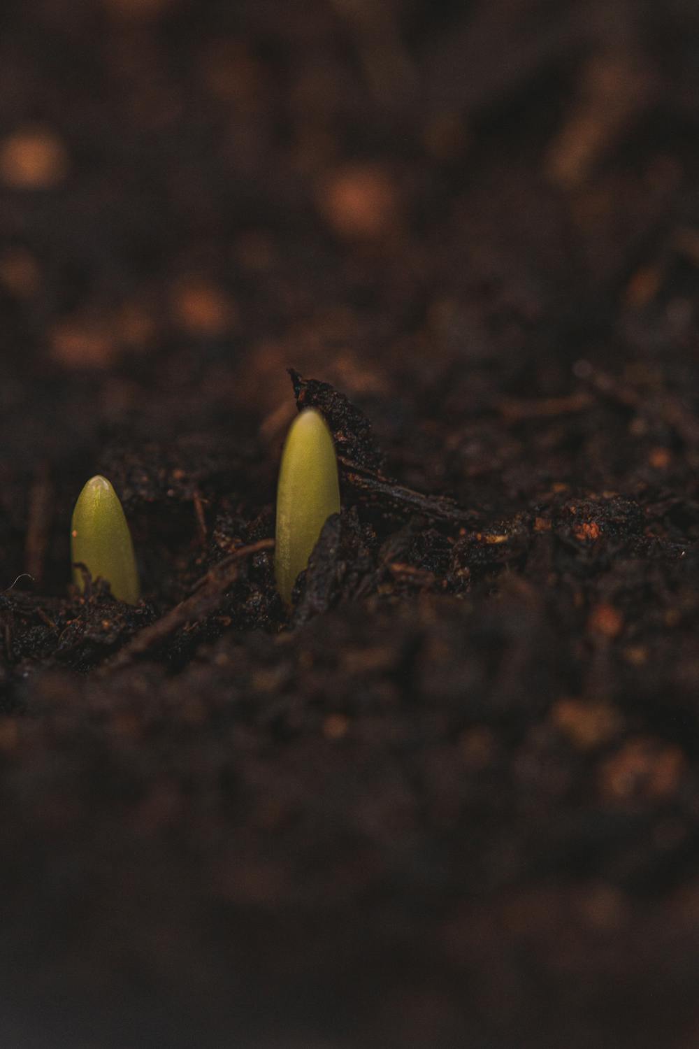 Green sprouts pushing through dark soil in early spring