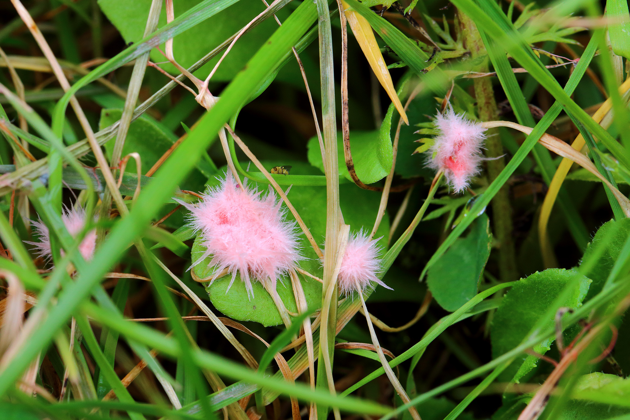 Pink mycelial tufts of red thread (Laetisaria fuciformis) growing on grass blades in a lawn