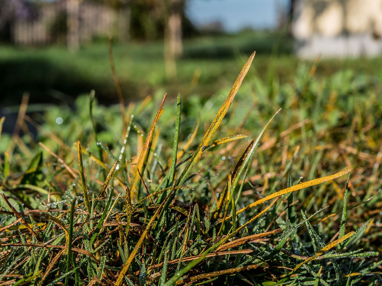 Orange rust pustules on grass blades with morning dew