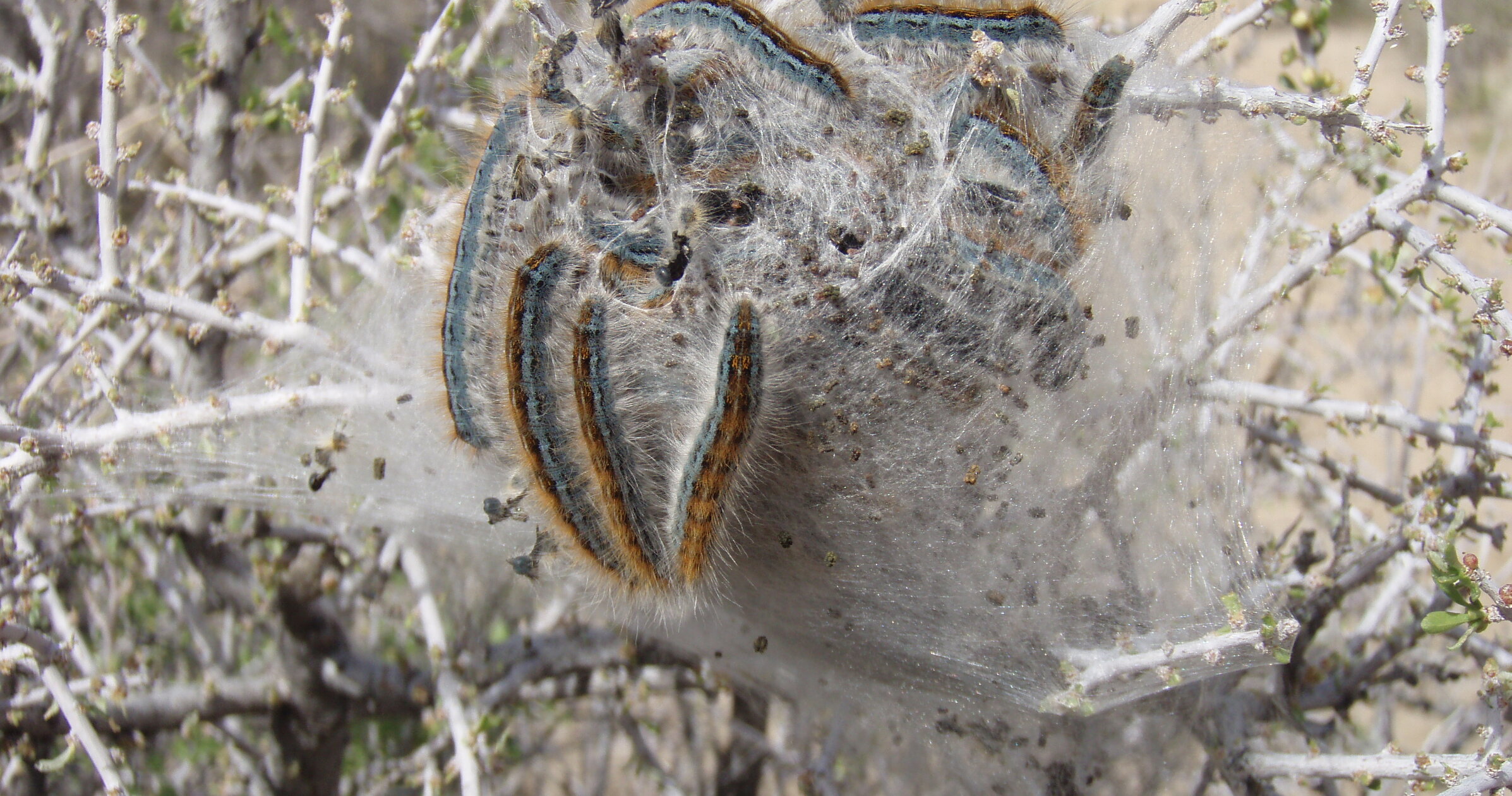 Tent Caterpillars: What the Webs Mean and When to Act