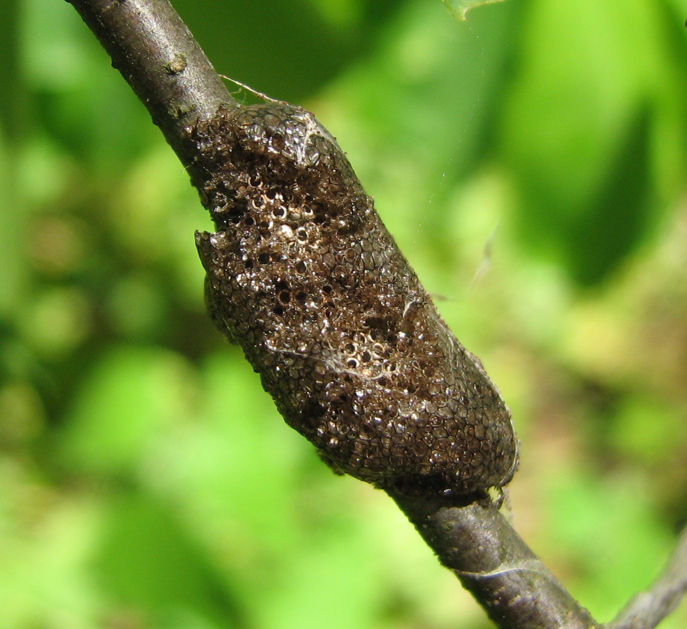 Tent caterpillar egg mass on wild cherry twig showing the dark, varnish-like band