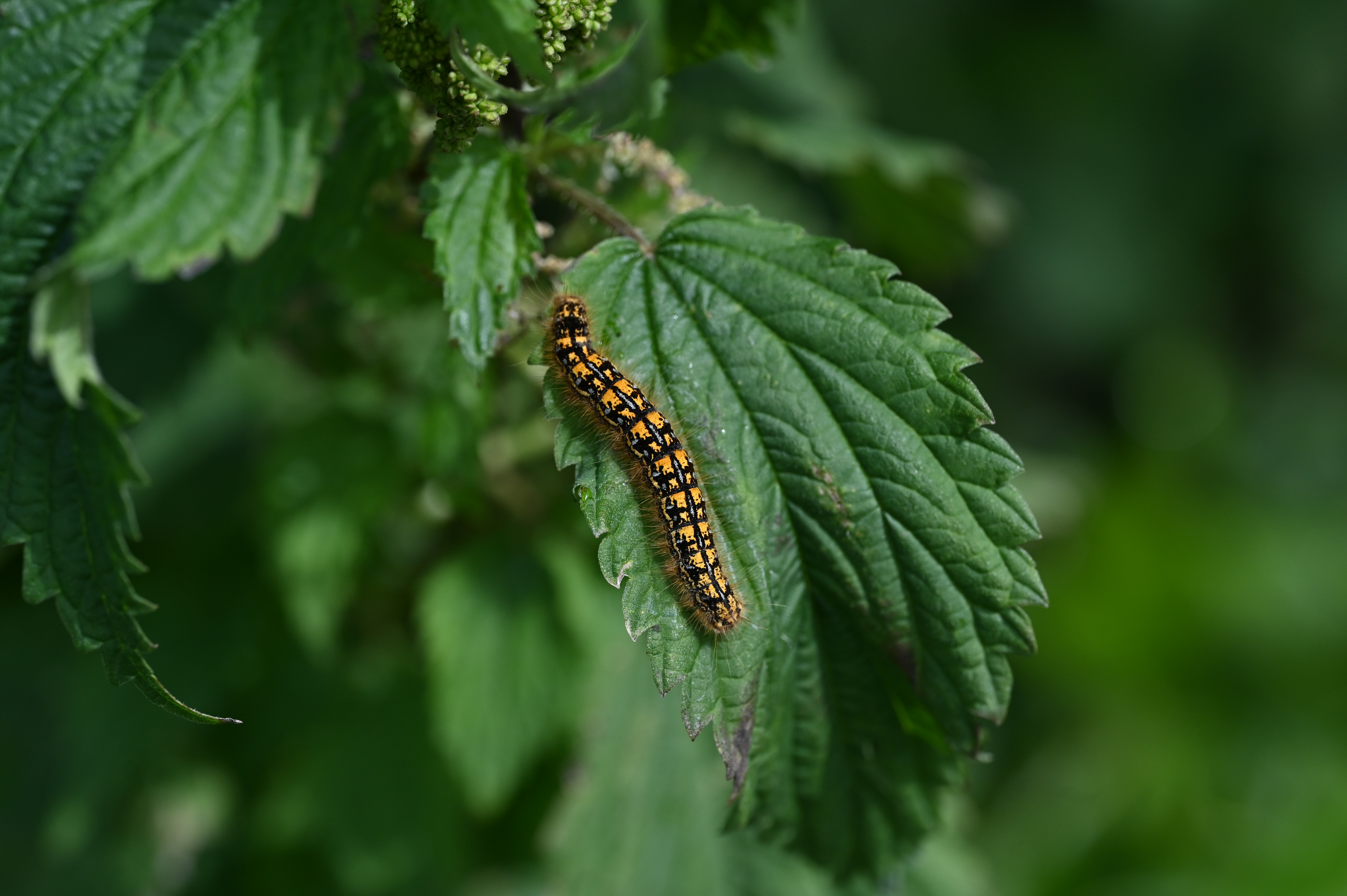 Western tent caterpillar larva (Malacosoma californicum) showing orange, blue, and black markings on stinging nettle
